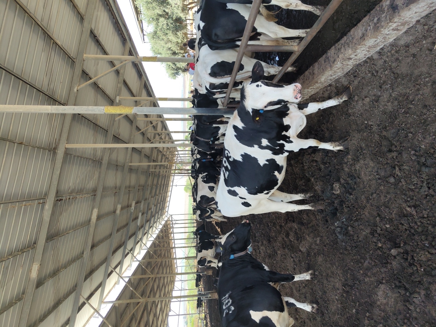 This is a medium-shot, eye-level, outdoor photograph of a barn with Holstein cows in Yoav Regional Council, Israel. The barn has a corrugated metal roof supported by a series of metal poles. The floor of the barn is covered in dark, muddy soil. In the foreground, two black and white Holstein cows are standing. The cow on the left is facing left and has the number "304" written on its flank. The cow on the right is facing the camera and has the number "293" written on its flank. Several other Holstein cows are visible in the background, some with visible numbers on their flanks. Beyond the barn, a row of olive trees and other vegetation is visible, with a clear blue sky overhead. A few people are visible in the far background, standing near the trees.