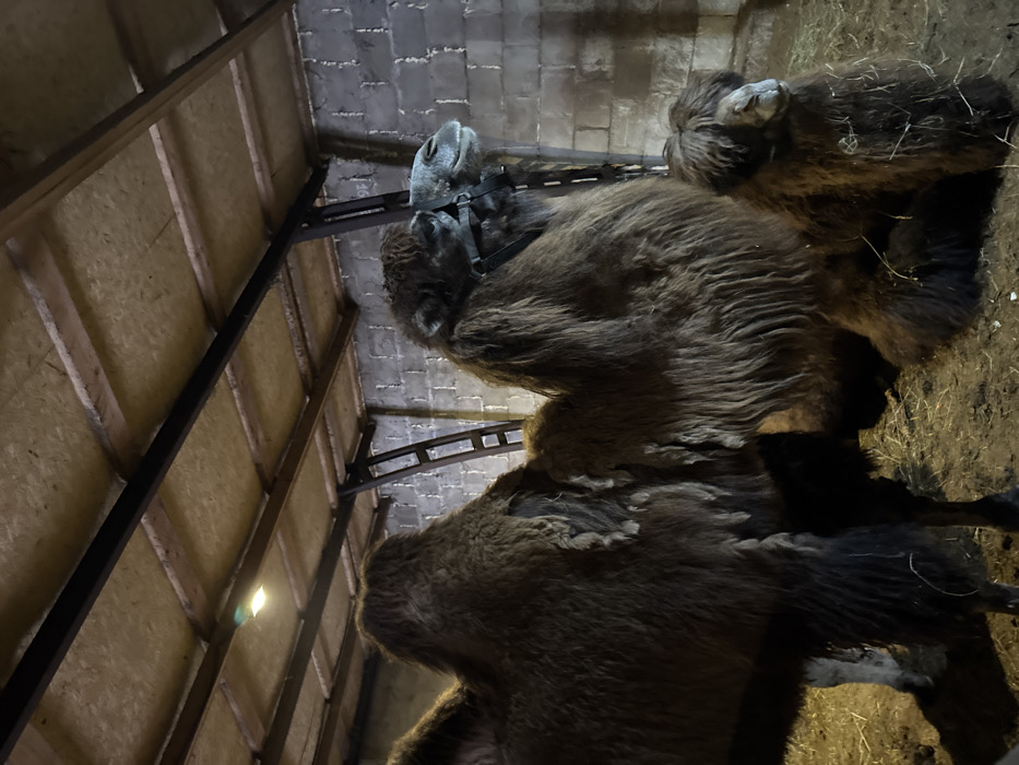 The image depicts three Bactrian camels inside an enclosure in Crokhovo, Russia. In the foreground, an adult camel stands facing right, wearing a black halter around its muzzle. Its fur is dark brown and shaggy, and its two humps are prominent. To the left, a portion of another standing adult camel with similar shaggy, dark brown fur is visible. In the lower right, a younger camel with dark brown, shaggy fur sits on the dirt floor, looking forward. The enclosure features concrete block walls, a ceiling composed of light-colored panels supported by dark metal beams, and a dirt floor covered with straw and hay. A single, illuminated light fixture is visible on the ceiling. A dark metal ladder or support structure leans against the back wall.