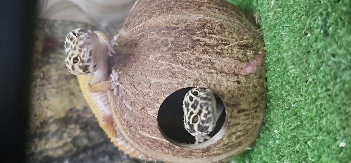 The image displays an indoor enclosure, likely a terrarium, containing two leopard geckos (Eublepharis macularius) and a coconut hide.
One gecko, light yellowish-tan with dark brown/black spots and some orange pigmentation on its body and tail, is perched atop the domed, fibrous brown surface of a hollowed coconut shell. Its head, featuring prominent black spots and large, alert eyes with vertical pupils, is oriented towards the viewer. Its front limbs are visible, gripping the coconut surface.
The second gecko's head and upper torso are visible through a circular opening on the side of the same coconut hide. This gecko also exhibits a distinct dark-spotted pattern on its head and has visible eyes, looking directly forward from within the hide.
The floor of the enclosure is covered with bright green, short-pile artificial turf. The background is a blurred, mottled grey and brown surface, suggesting a textured wall or backdrop within the habitat.
The specific geographical location within the city of Moscow, Russia, cannot be determined from the visual information present in the image.