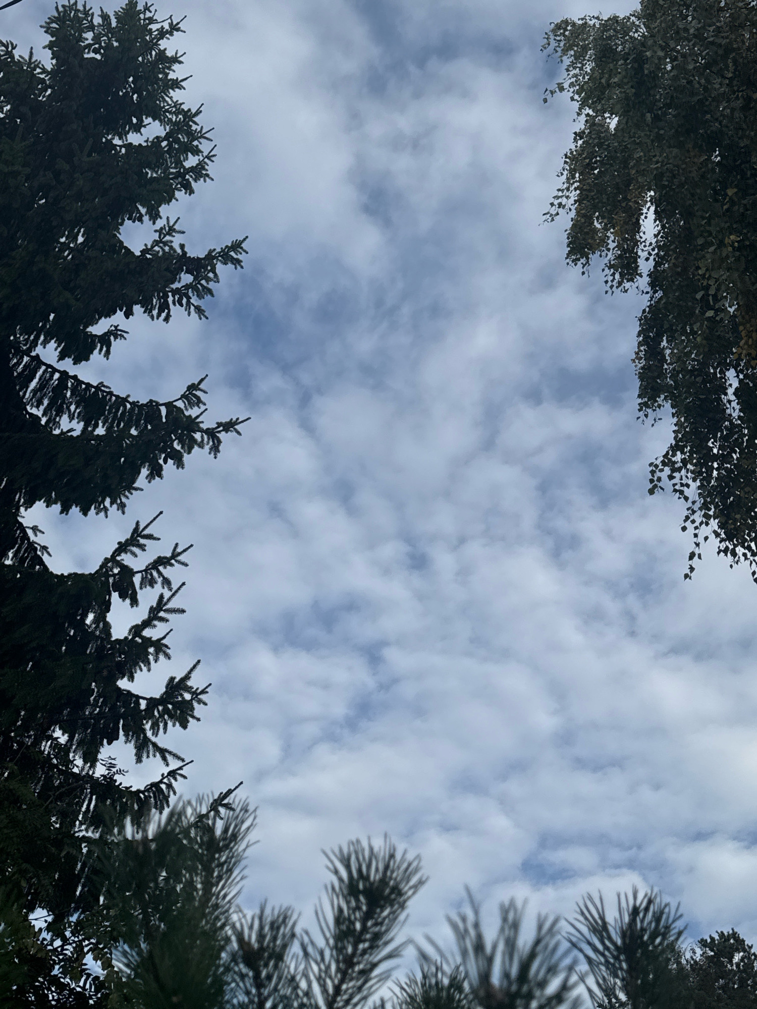 The image shows a view of the sky framed by trees. In the foreground, on the left side of the image, there are branches of a dark green evergreen tree, likely a spruce or fir, with sharp needles. On the right side, upper part of the image, there are branches of a deciduous tree with many small, dark leaves. The bottom center of the image shows blurred pine needles. The sky is filled with scattered, white, cumulus clouds against a pale blue background, suggesting an overcast or partly cloudy day. The perspective is looking upwards, emphasizing the natural elements against the sky. There are no people, buildings, or any other identifiable structures or objects within the frame. The location is specified as Нева-2 Снт, Russia.