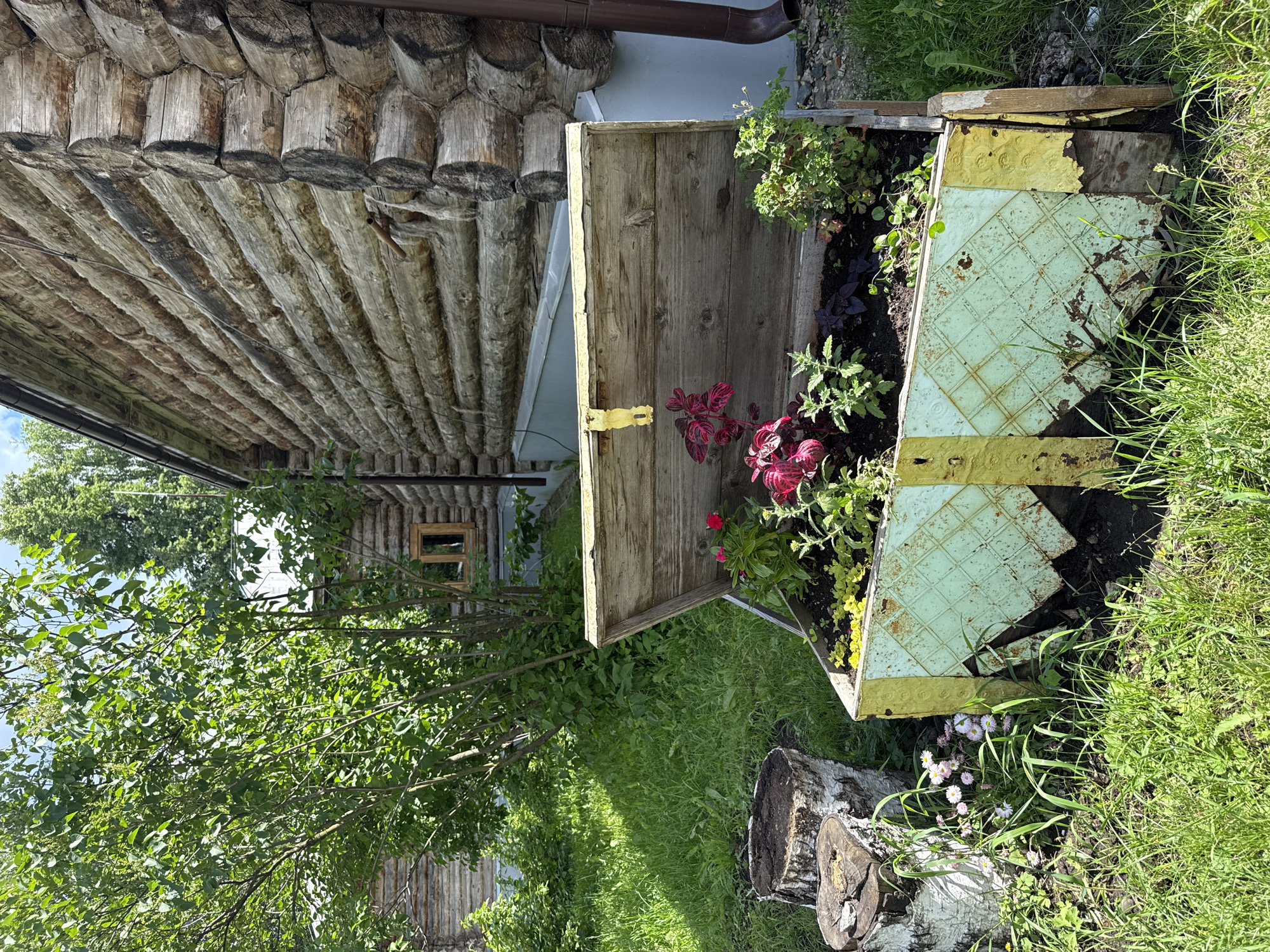 An outdoor scene in Votkinsk, Russia, features a rustic wooden log cabin with a small window. In front of the cabin, a weathered wooden planter box is filled with various plants, including red and green foliage and small white flowers. Two tree stumps are visible to the left of the planter. The ground is covered in green grass, and a large tree with lush green leaves stands behind the cabin. The overall impression is one of a natural, somewhat overgrown, rural setting.