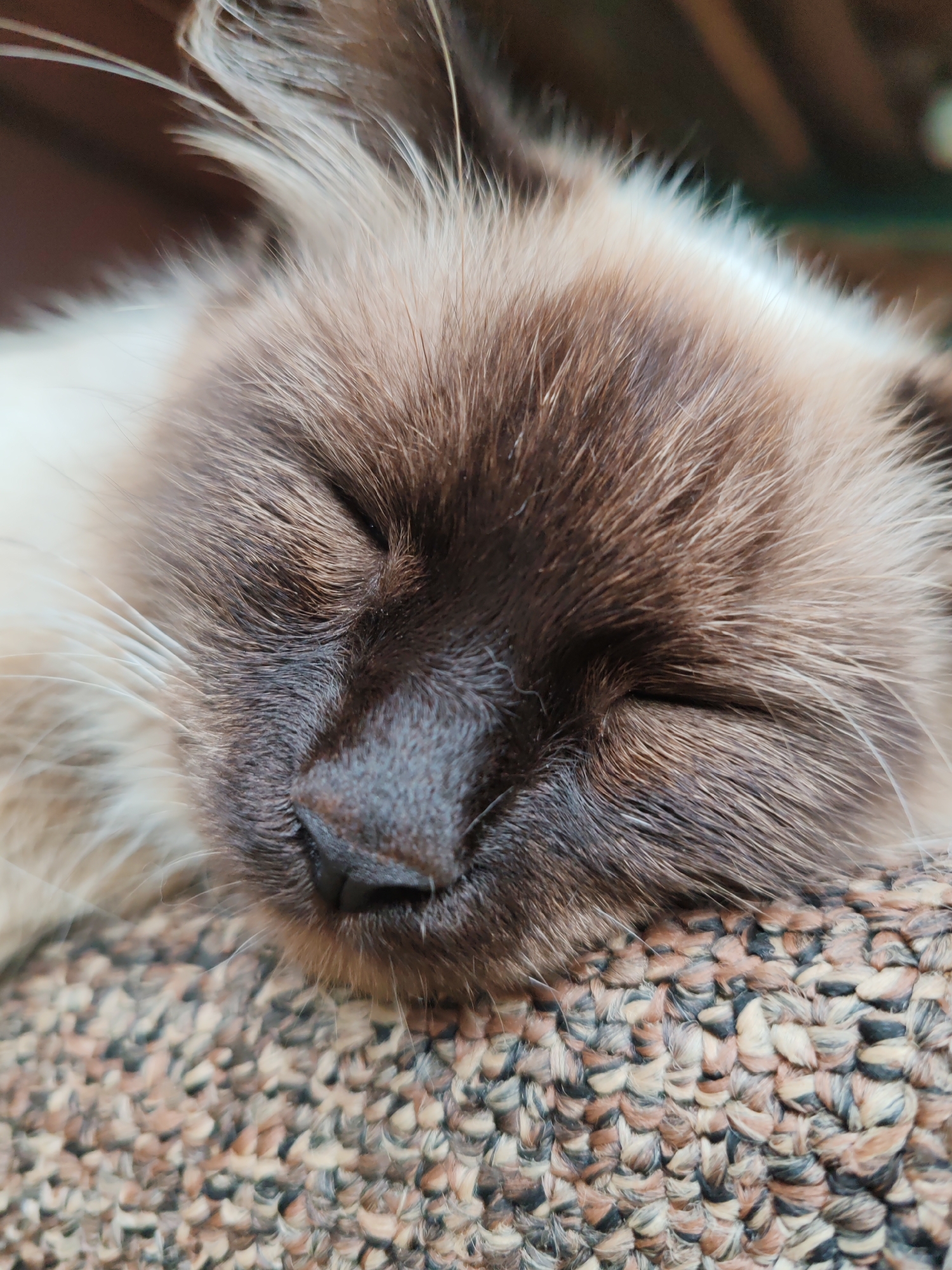 A close-up, eye-level shot focuses on the face of a Siamese cat as it sleeps on a textured surface. The cat's eyes are closed, and its fur displays the characteristic points of its breed with darker fur on its face and lighter fur on the rest of its head. The cat's nose is dark and prominent. The surface it rests on appears to be a woven fabric with a mottled brown and tan color scheme. The background is softly blurred, suggesting an indoor environment, but does not provide specific details. The image is taken in the city of Kashino, Russia.