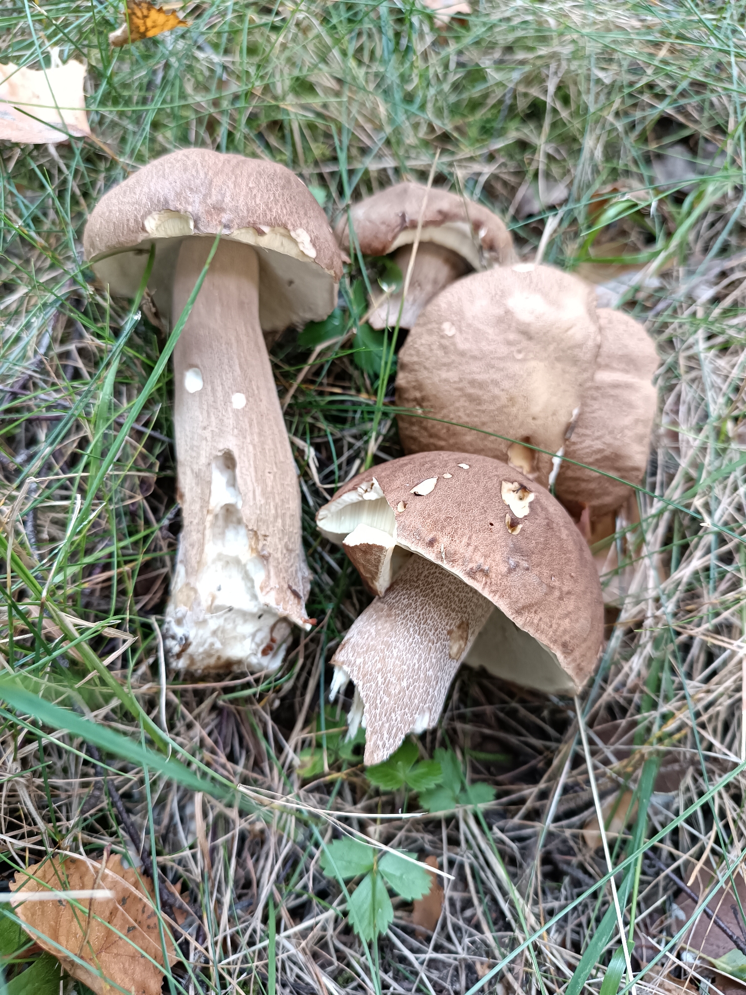 In a grassy area, likely in Bykovo, Russia, several brown-capped mushrooms with thick stems are nestled amongst green and dry grass and fallen leaves. One mushroom in the foreground has a significantly damaged stem, revealing a lighter interior. Another mushroom, slightly behind and to the right, also shows some damage to its cap. The overall scene suggests a natural outdoor setting, possibly a forest floor or a park.
