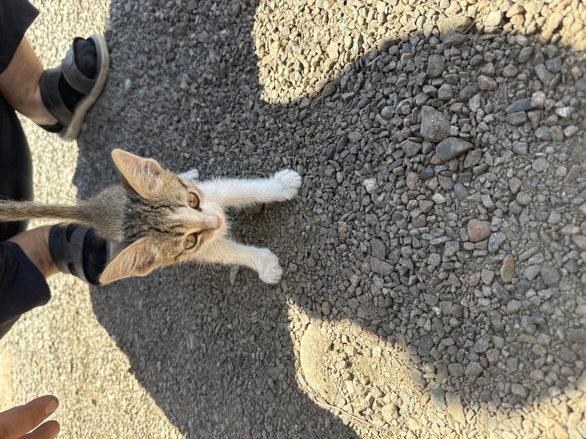 A high-angle, close-up shot shows a kitten with tabby markings, white paws, and large ears. It is standing on a gravel surface, facing the camera directly. The kitten's front legs are positioned in front of its body. In the upper portion of the image, two human feet wearing dark sandals are visible, one with dark socks. A human hand with a fingernail is also visible to the left. The environment appears to be outdoors, with harsh sunlight casting shadows on the gravel. The image is set in the city of Жаркент, Kazakhstan.