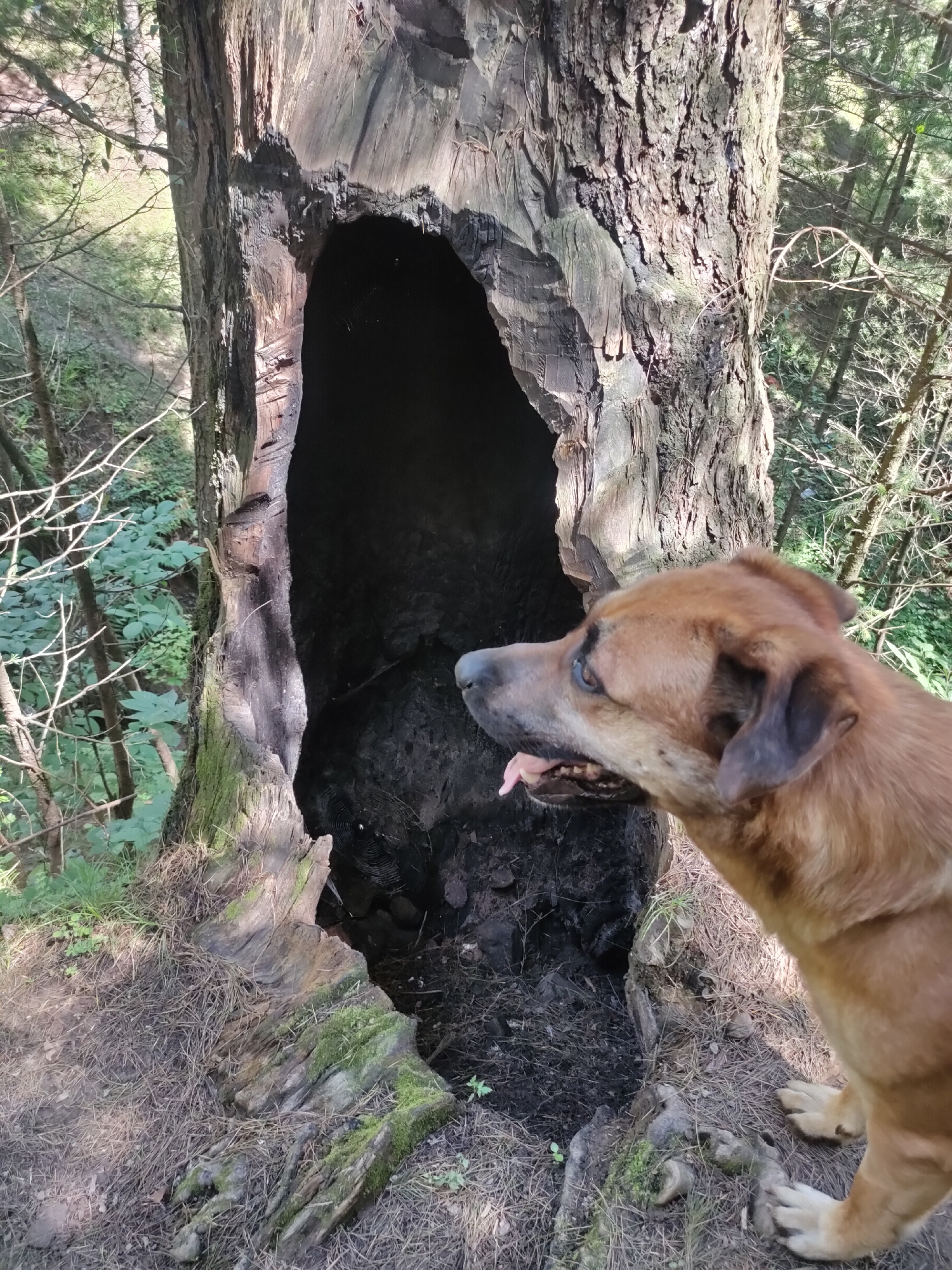 A brown dog with floppy ears and its tongue sticking out is positioned in the foreground, to the right of a large, hollowed-out tree stump. The tree stump has a dark, cavernous opening and appears weathered and charred in some areas. The ground around the stump is covered in dry pine needles and moss. The background consists of a dense forest with green foliage and trees. The lighting suggests it is daytime.