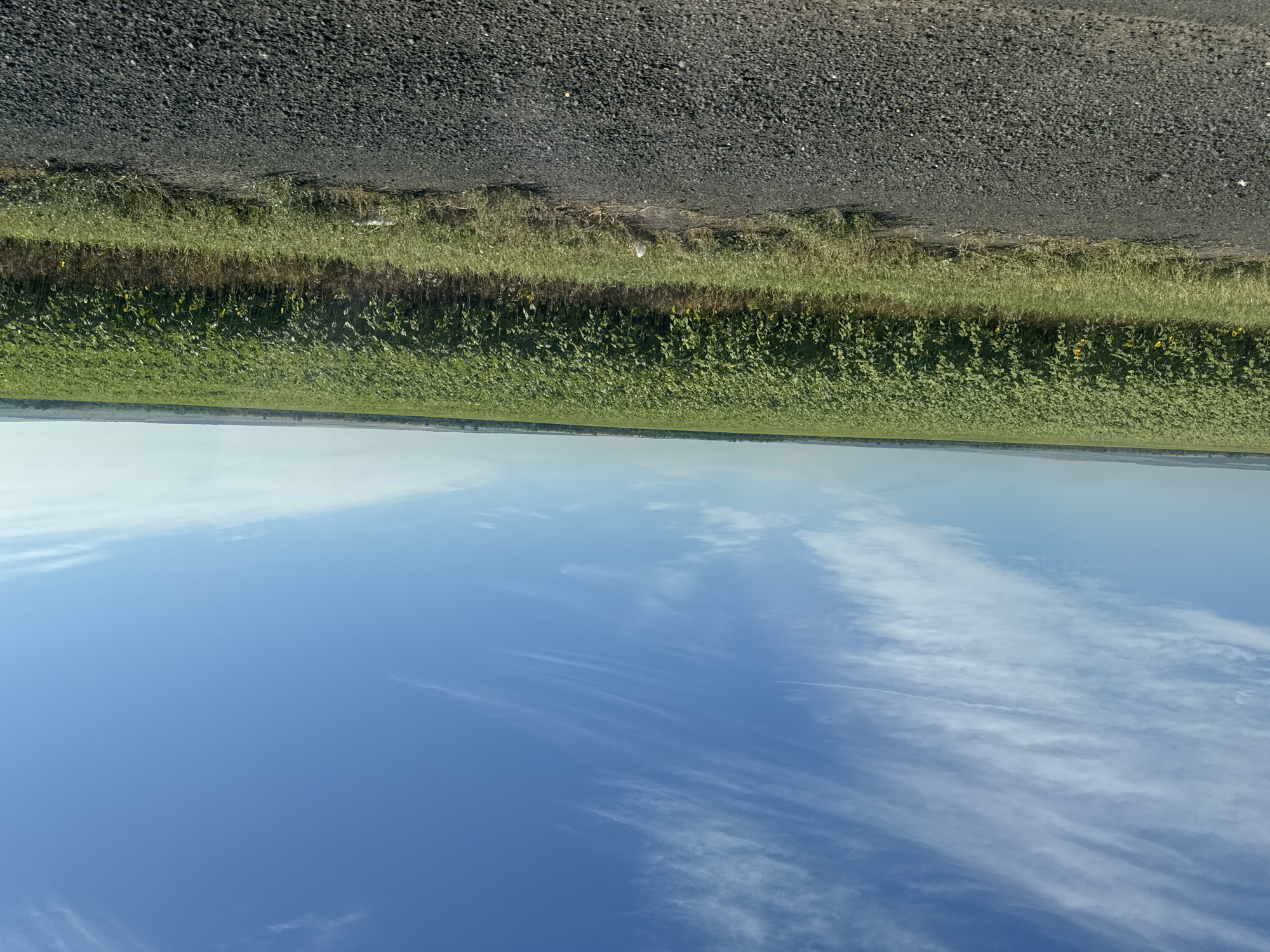 The image captures a wide, flat landscape under a bright blue sky with scattered white, wispy clouds. In the foreground, a dark, coarse-textured road surface occupies the bottom portion of the frame. Adjacent to the road is a strip of dry, patchy grass and vegetation. The dominant feature of the middle ground is an expansive field of green crops, likely sunflowers given the small yellow blooms visible, stretching horizontally across the image. The field appears dense and is bordered by a distant, hazy treeline on the horizon. The overall scene suggests an agricultural area in the countryside, under clear daytime conditions.
