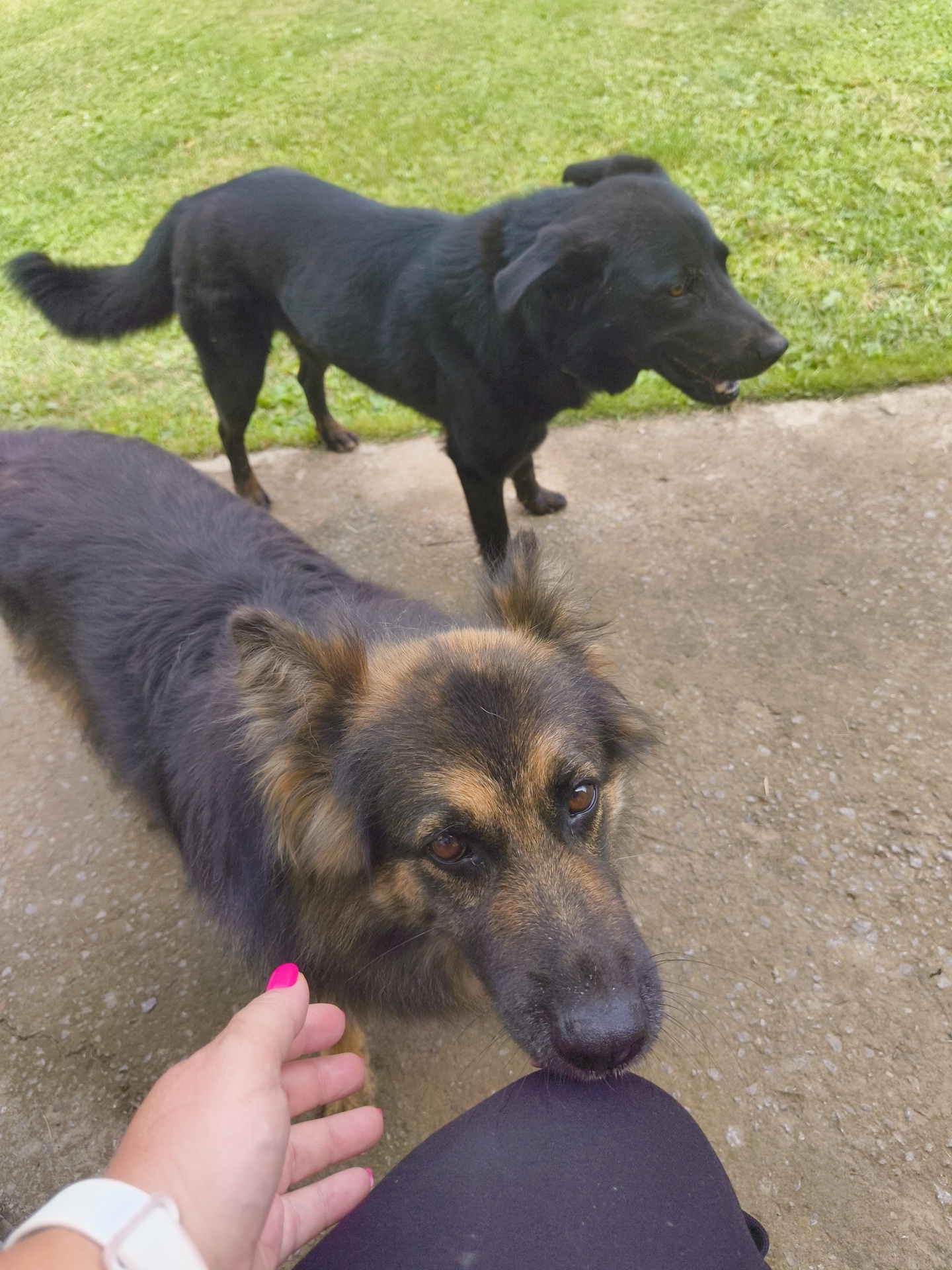 In Konstantinovo, Russia, two dogs are positioned outdoors on a paved surface adjacent to a grassy area. In the foreground, a German Shepherd-mix dog with tan and black fur is looking towards the camera, with its nose touching a person's black leggings. A human hand with bright pink fingernails is visible to the left of the dog, reaching out. In the background, a black dog stands on the grass. The lighting suggests it is daytime.