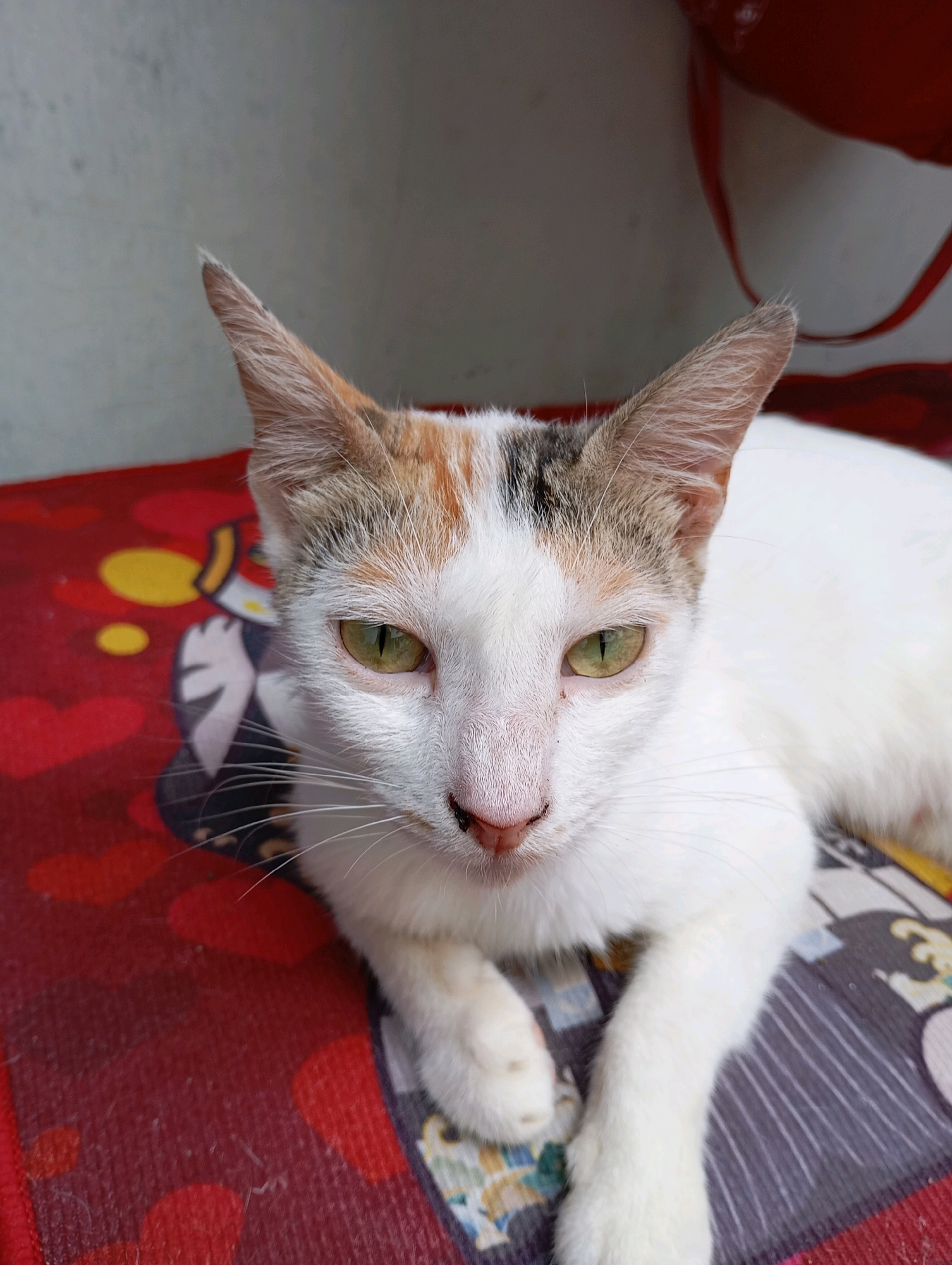 A close-up, eye-level shot captures a domestic short-haired cat lying on a red and patterned mat. The cat, primarily white with patches of orange and black on its head, faces the camera with its green eyes partially open, appearing calm. Its ears are erect, and its whiskers are spread wide. The mat beneath the cat features a red background with scattered yellow and red heart shapes, and a dark patterned section on the right. In the background, a light gray wall is visible, with a portion of a red object, possibly a bag strap, hanging from the top right. The scene appears to be indoors or in a covered outdoor space, likely a home environment in Balikpapan, Indonesia.