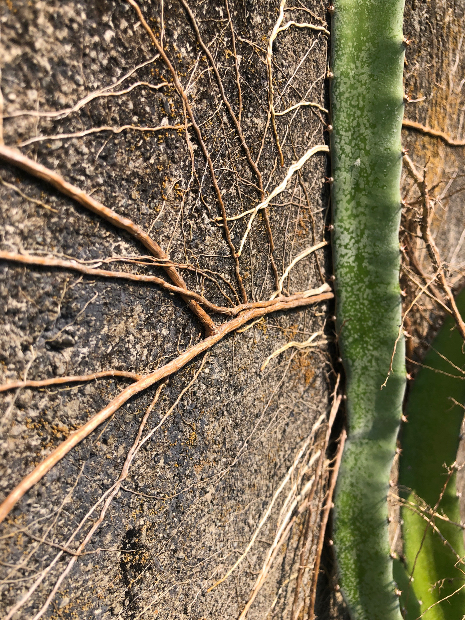 The image shows a close-up view of a green succulent plant stem, possibly a dragon fruit cactus, growing against a textured, rough, gray wall. Numerous thin, brown and white aerial roots of the plant are spread across the wall's surface, some appearing to cling to the rough texture. The lighting suggests an outdoor environment, with sunlight casting shadows. The context provided indicates this scene is located in Kober, Indonesia.