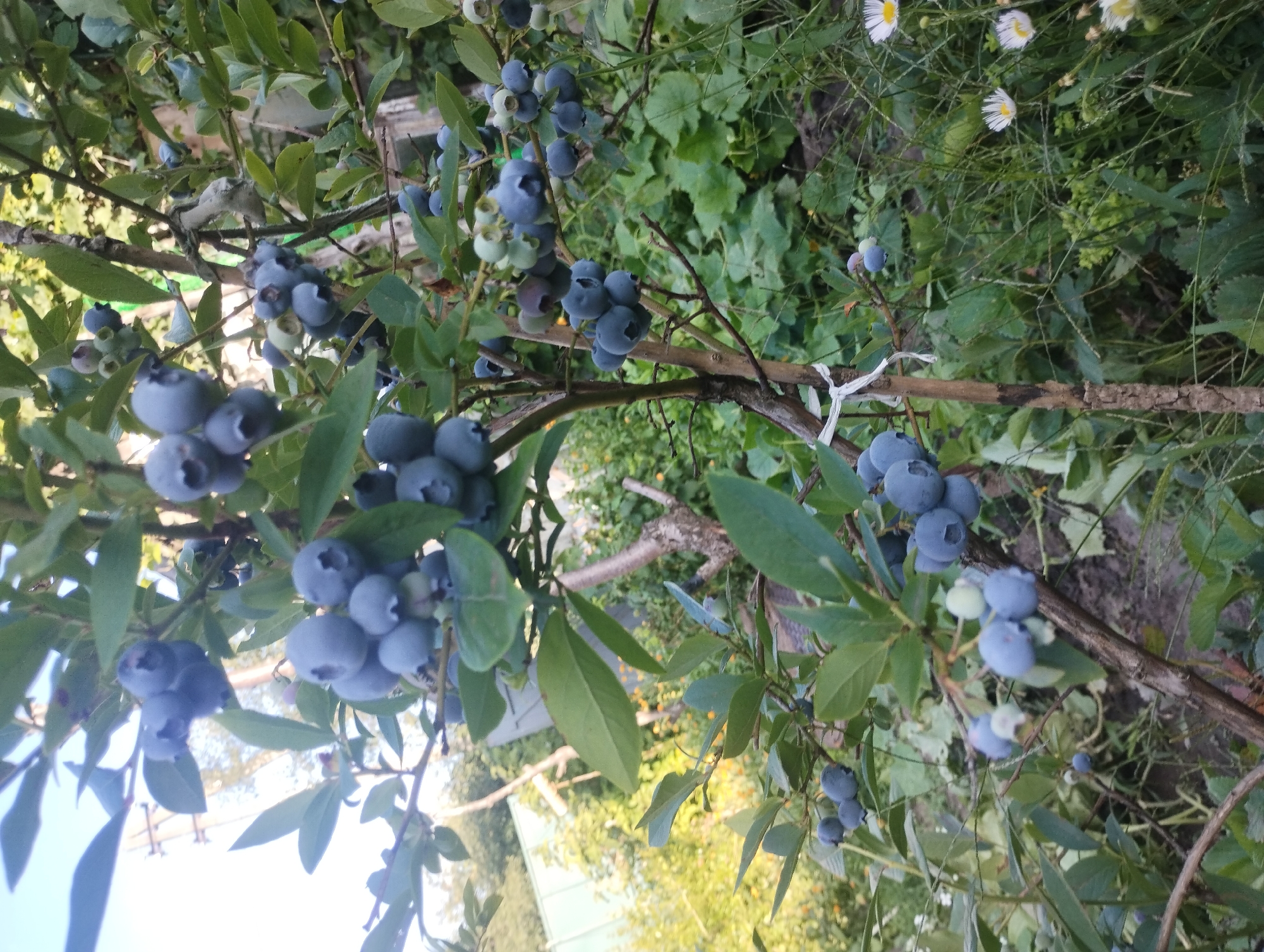 This image depicts a close-up view of a blueberry bush laden with ripe berries, situated in an outdoor setting. The bush is in focus, showcasing clusters of dark blue blueberries against a backdrop of green leaves and branches. The ground beneath the bush is covered in grass and some small white flowers, suggesting a garden or natural environment. In the background, out-of-focus elements suggest other vegetation and possibly some man-made structures like a fence or greenhouse. There are no people or animals visible in the image. The lighting suggests it is daytime, possibly late afternoon given the soft light and shadows. While the precise location within Sumy, Ukraine cannot be definitively determined from the visual information alone, the overall scene is consistent with a residential garden or allotment in the region.