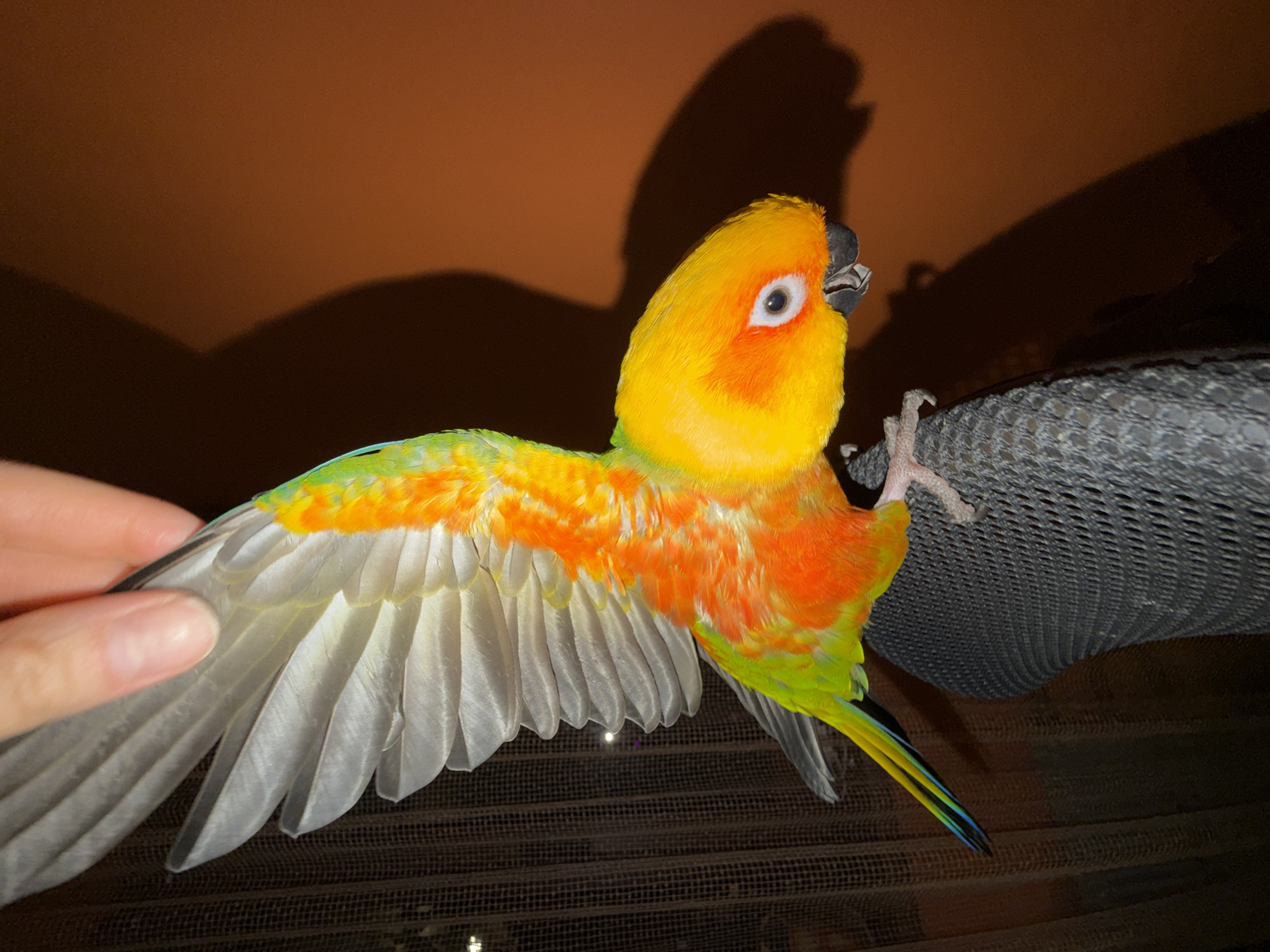 An indoor scene in Khimki, Russia, depicts a Sun Conure parrot perched on a dark grey mesh material, likely part of a chair. A human hand, with light skin tone, holds the parrot's right wing extended upwards, displaying its white primary and secondary flight feathers. The parrot exhibits vibrant yellow plumage on its head, orange on its chest and belly, and green on its back and tail, which features yellow, blue, and green tips. Its head is turned to the lower right, revealing a dark beak slightly open and white orbital rings around its eye. The background on the right consists of a solid, warm brown wall with pronounced shadows cast by the parrot and hand. The background on the left features a dark, grid-patterned fabric, likely a window screen or sheer curtain, through which faint light sources are visible.