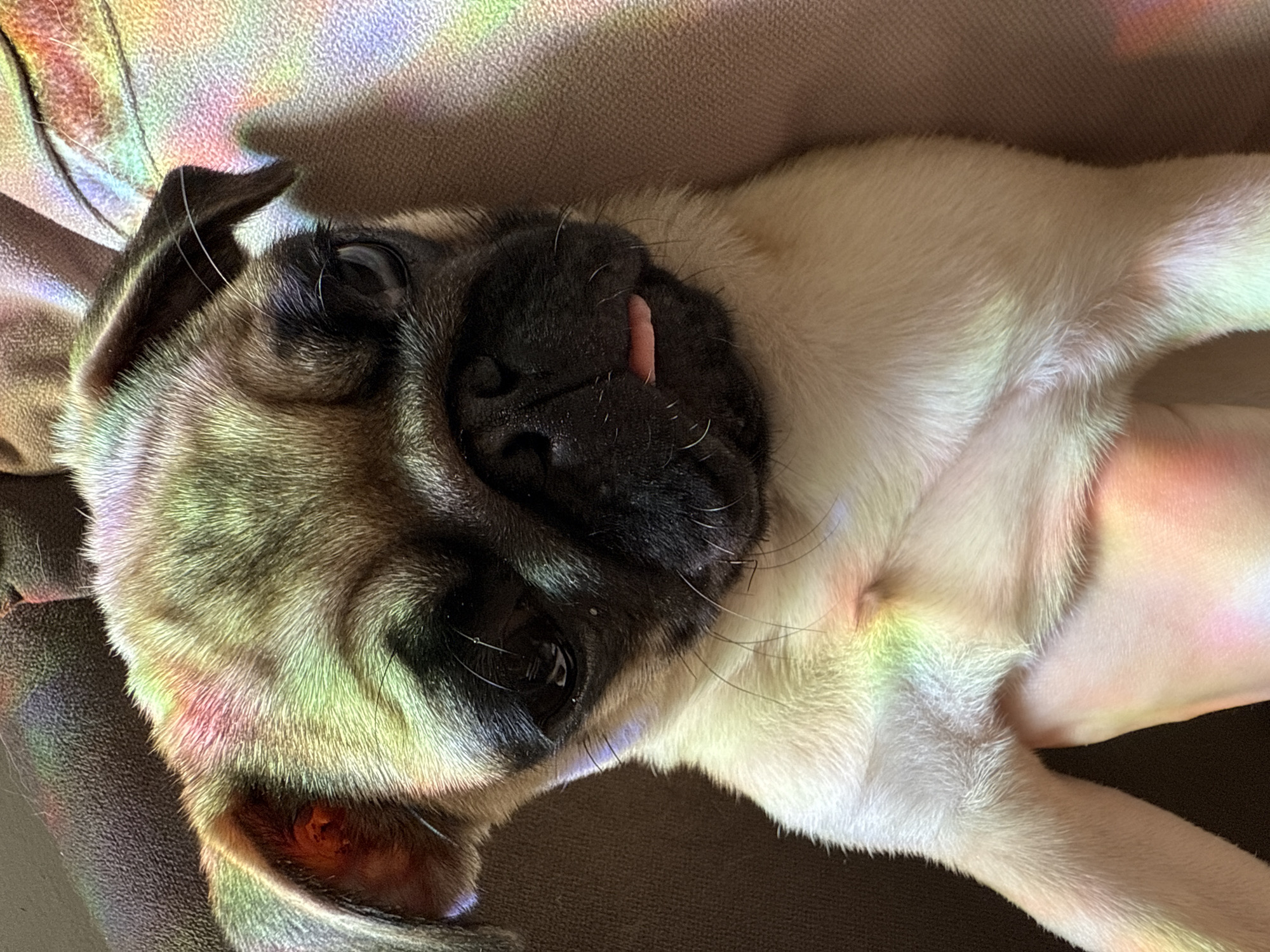 A close-up, top-down shot shows a fawn pug lying on its back. The pug has a black mask, wrinkled face, and a small pink tongue sticking out. Rainbow light streaks are visible across the pug and the surface it's resting on. The location is Unknown, Unknown.