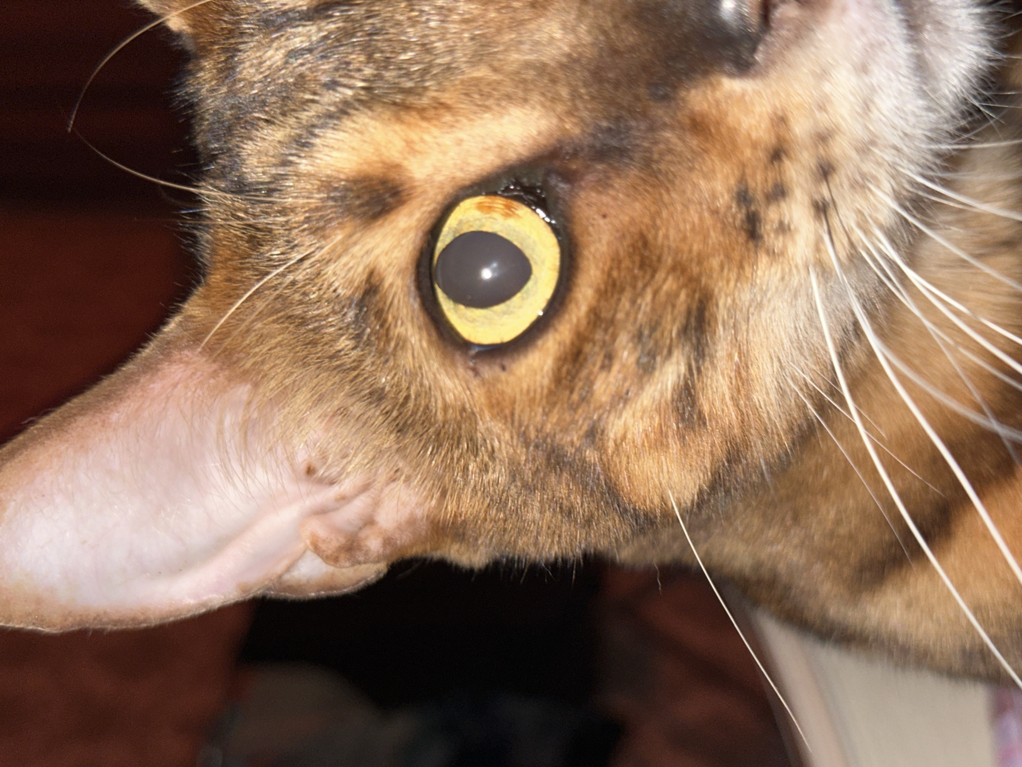 This is a close-up, angled shot of a cat's face, focusing on its eye and ear. The cat has brown and black tabby markings on its fur. Its eye is a striking yellow-green with a dark pupil. The cat's large ear is visible on the left side of the frame, showing light pink skin inside with some fine hairs. The background is dark and out of focus, with hints of reddish-brown tones, suggesting an indoor environment. There are no people, actions, or interactions depicted. The image does not contain any information that would allow for its location to be determined within the city of Energetik, Russia, or any other city.