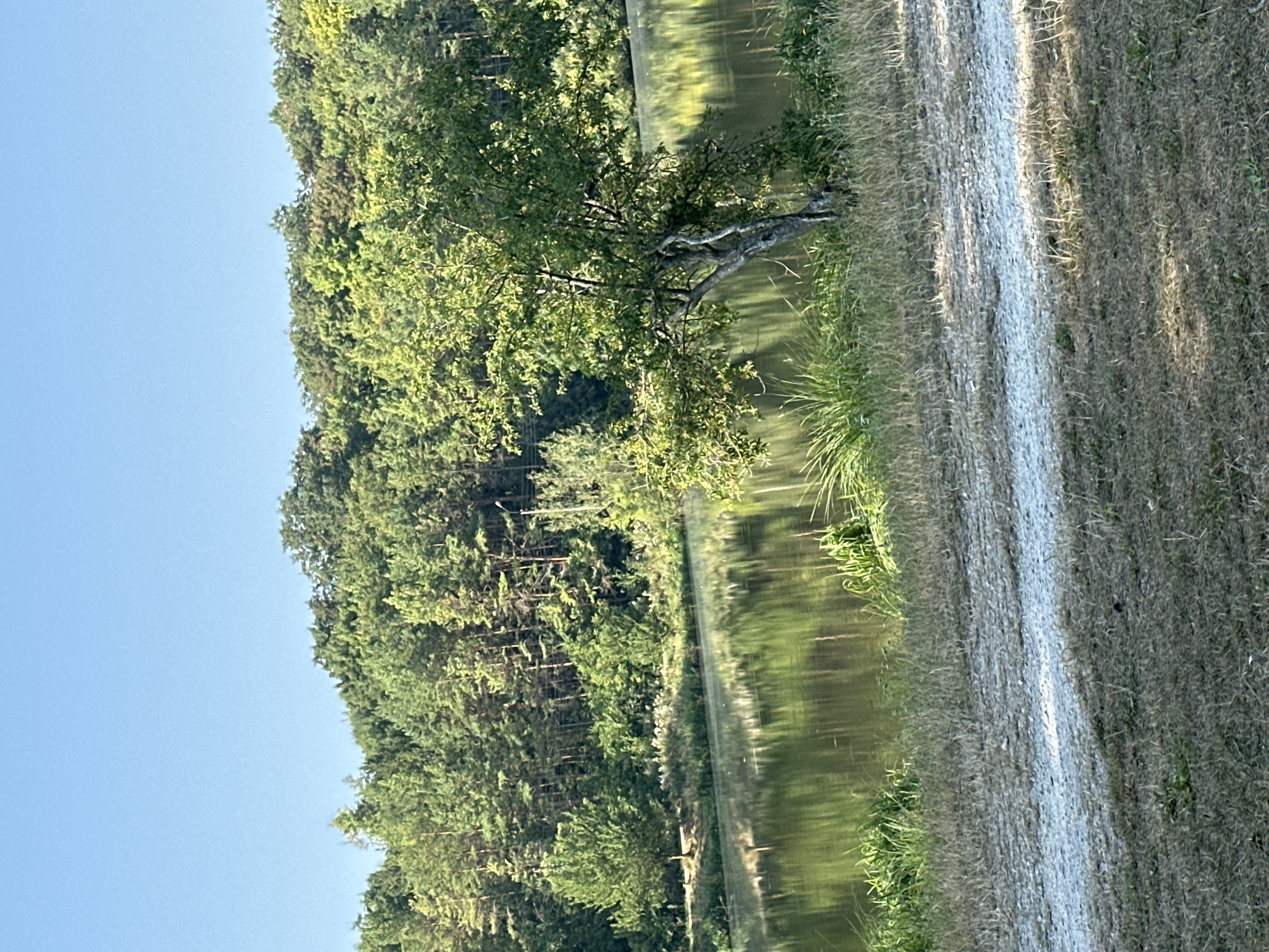 The image depicts a serene natural landscape with a tranquil lake reflecting the surrounding lush green forest under a clear blue sky. In the foreground, a patch of dry grass and a gravel path are visible. The middle ground features the calm water of the lake, bordered by reeds and grasses, with a solitary tree standing on the bank. The background is dominated by a dense forest, comprised of various trees, extending up a gentle incline. The overall scene suggests a peaceful day in an outdoor environment, likely a park or a natural reserve. The location is identified as Makiv, Ukraine.