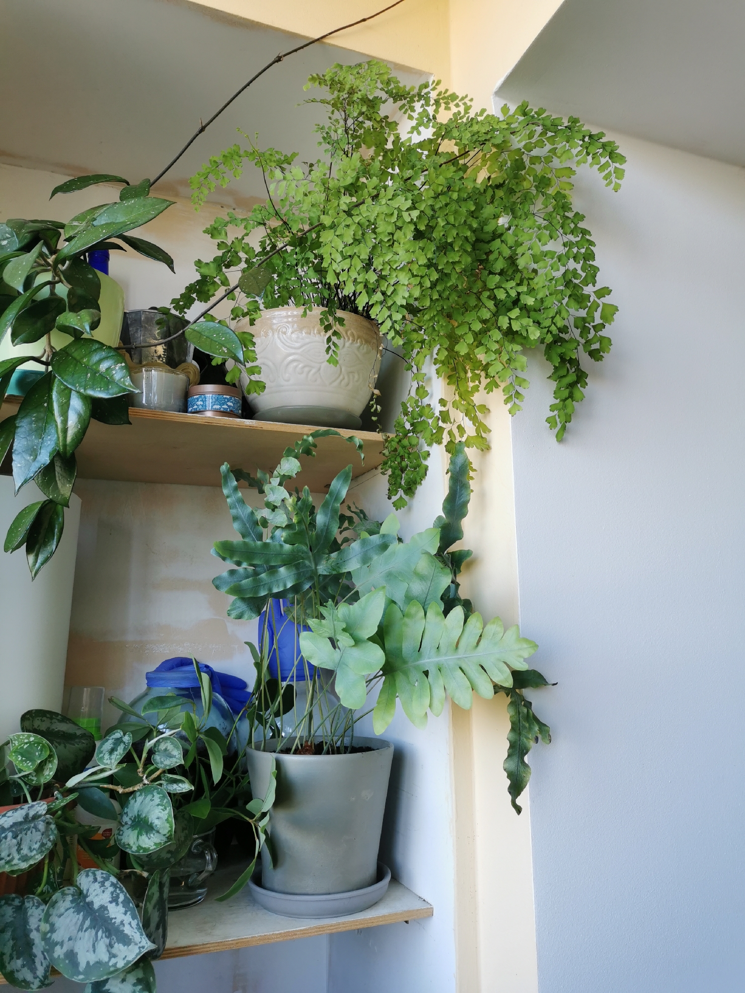 The image shows a collection of houseplants on shelves. On the top shelf, a delicate fern with small, fan-shaped leaves is in a decorative pot. To its left, a plant with glossy, dark green leaves, possibly a Hoya, hangs down. On the shelf below, a fern with larger, frond-like leaves in a gray pot is prominent. To the left of this fern, a plant with heart-shaped leaves mottled with silver is visible, along with other greenery. The shelves appear to be made of light-colored wood and are set against a wall painted in light colors. The scene is indoors, likely in a domestic setting. The location provided, the city of Brest in Belarus, is not visually supported by any elements in the image.