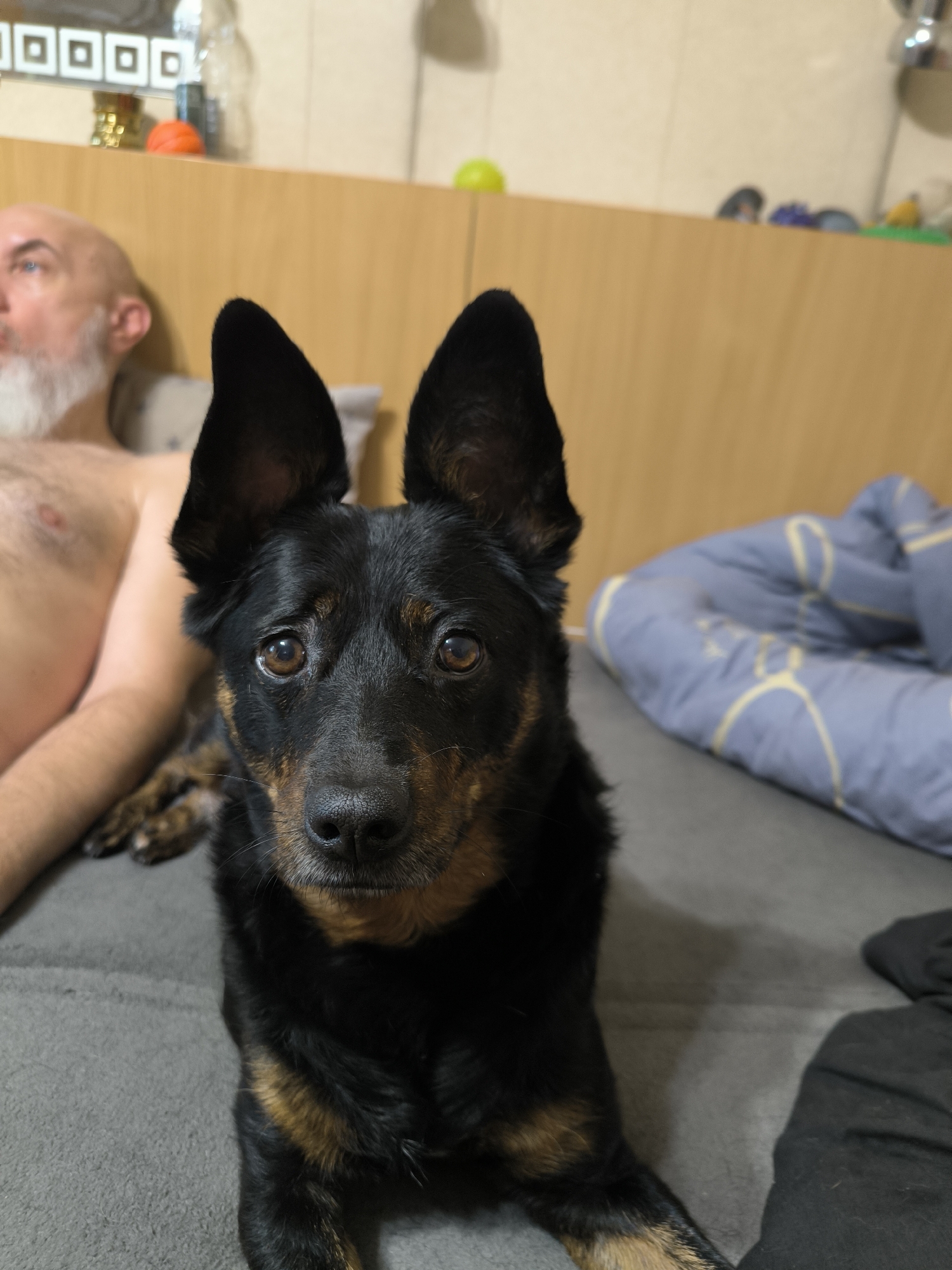 The image depicts a close-up portrait of a black and tan dog with large, pointed ears and alert brown eyes. The dog is looking directly at the camera, positioned in the foreground. Behind the dog, a partially visible person with a bald head and white beard is lying down, facing away from the camera and towards the left. The background consists of a wooden headboard of a bed, with some blurry objects on top, including what appears to be a yellow ball and an orange object. To the right of the dog, a portion of a blue and white patterned comforter is visible, and further to the right, a dark object, possibly clothing, is also present. The overall setting appears to be an indoor bedroom. The location in Mykolaiv, Ukraine, is not evident from the image itself.