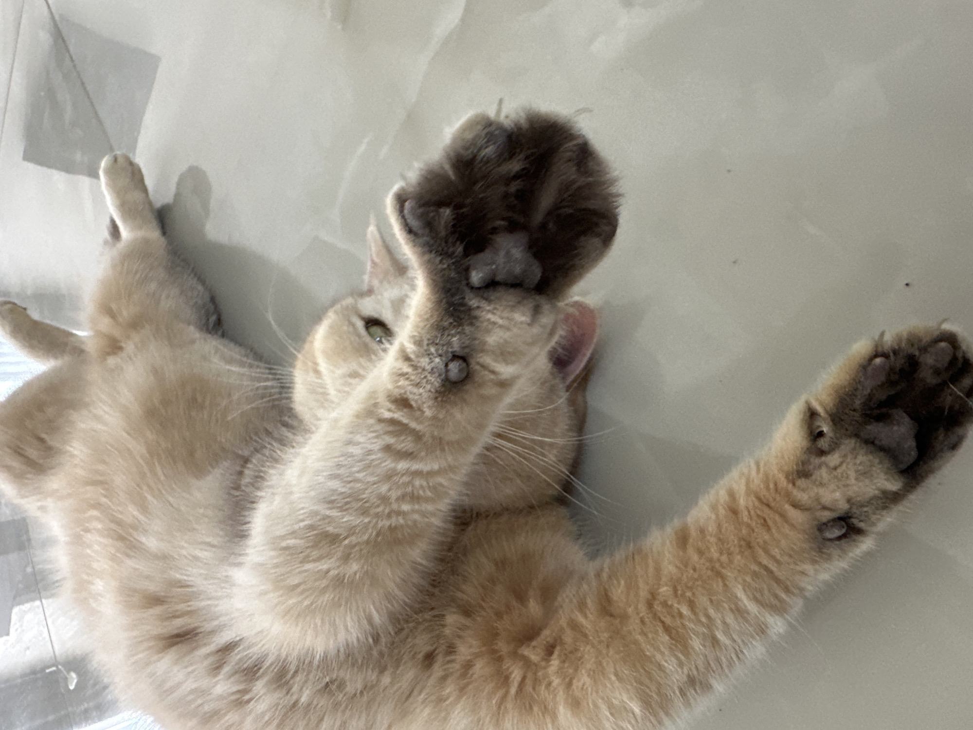 A tan cat is lying on its back on a white surface. Its front paws are extended upwards, with one paw close to the camera and the other near its face. The cat's paws have dark paw pads. The background is plain and out of focus.