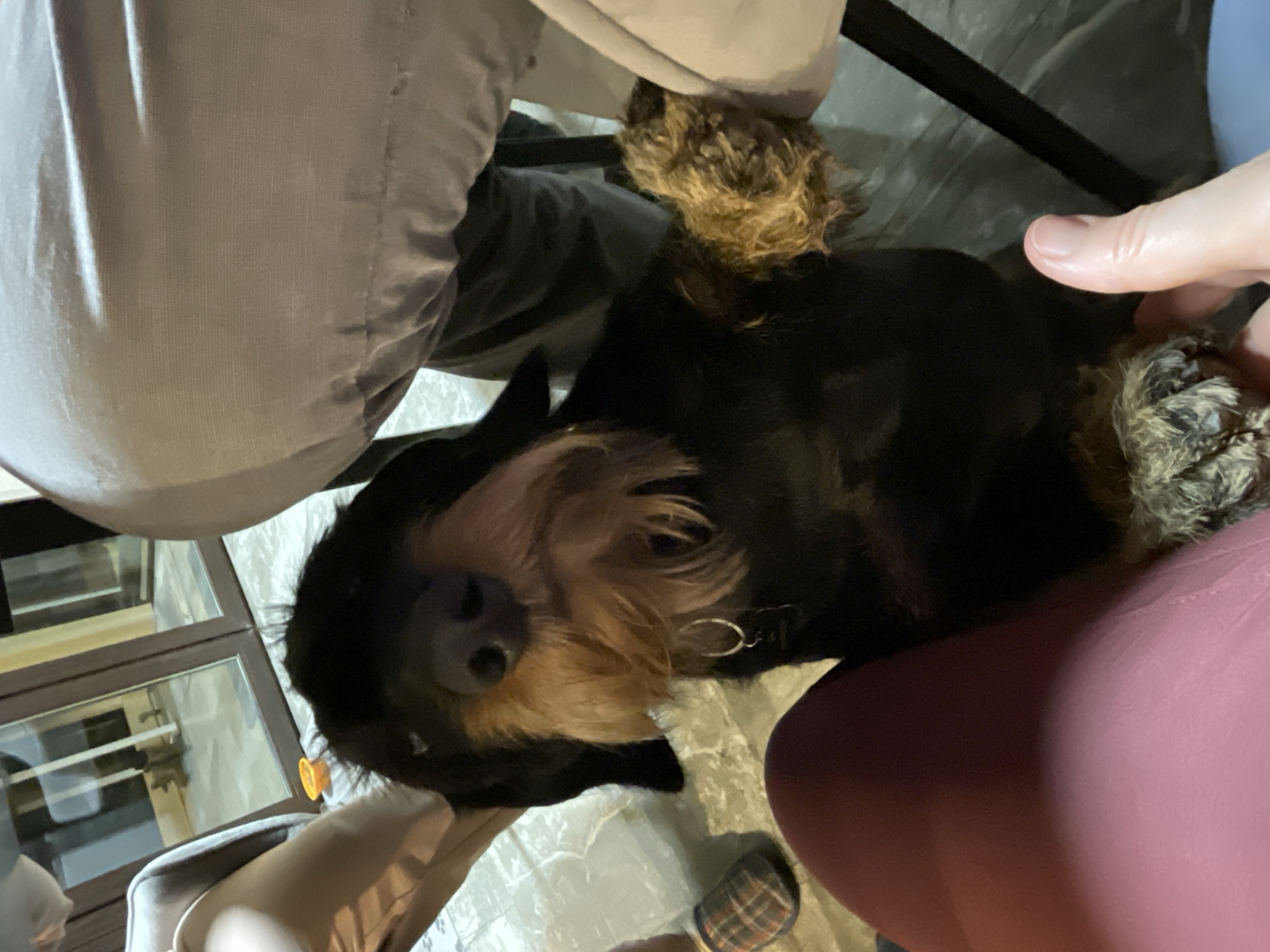 A black and brown dog is lying on the floor, partly on a person's lap wearing red pants. Another person wearing gray pants is sitting nearby. The floor is a light gray color. Part of a glass-paned window is visible in the background. A hand is reaching towards the dog. There is no evidence that this image was taken in Solov'evka, Russia.