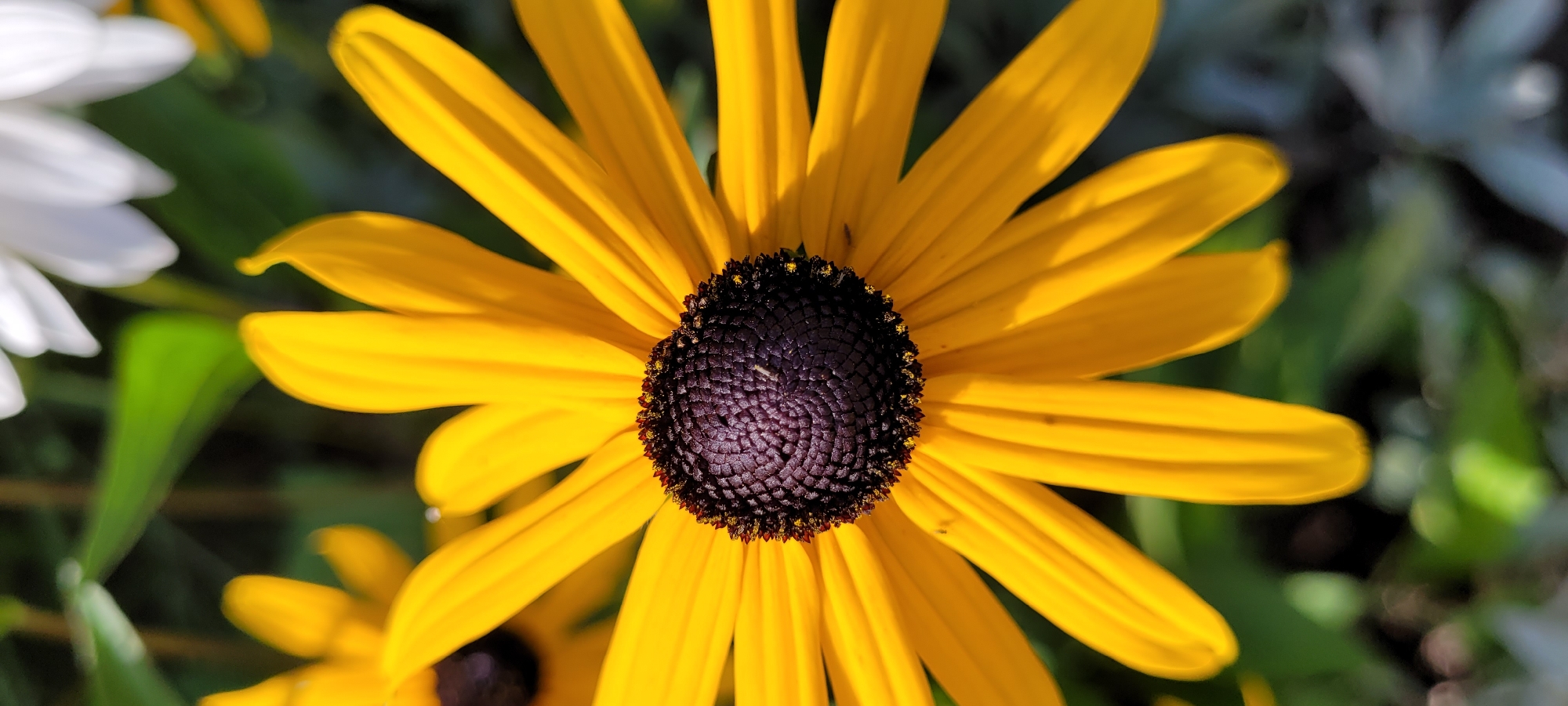 The image is a close-up, vertical, outdoor shot of a yellow coneflower (Echinacea) in bloom. The flower's dark purple center is prominent, surrounded by bright yellow petals that radiate outwards. The petals are detailed with natural textures and subtle shading, indicating bright sunlight. The background is softly blurred, with hints of green foliage and other flowers, including a white flower in the upper right corner, suggesting a garden setting. There are no people or any identifiable landmarks that would indicate a specific location in Riga, Latvia. The focus is entirely on the flower.