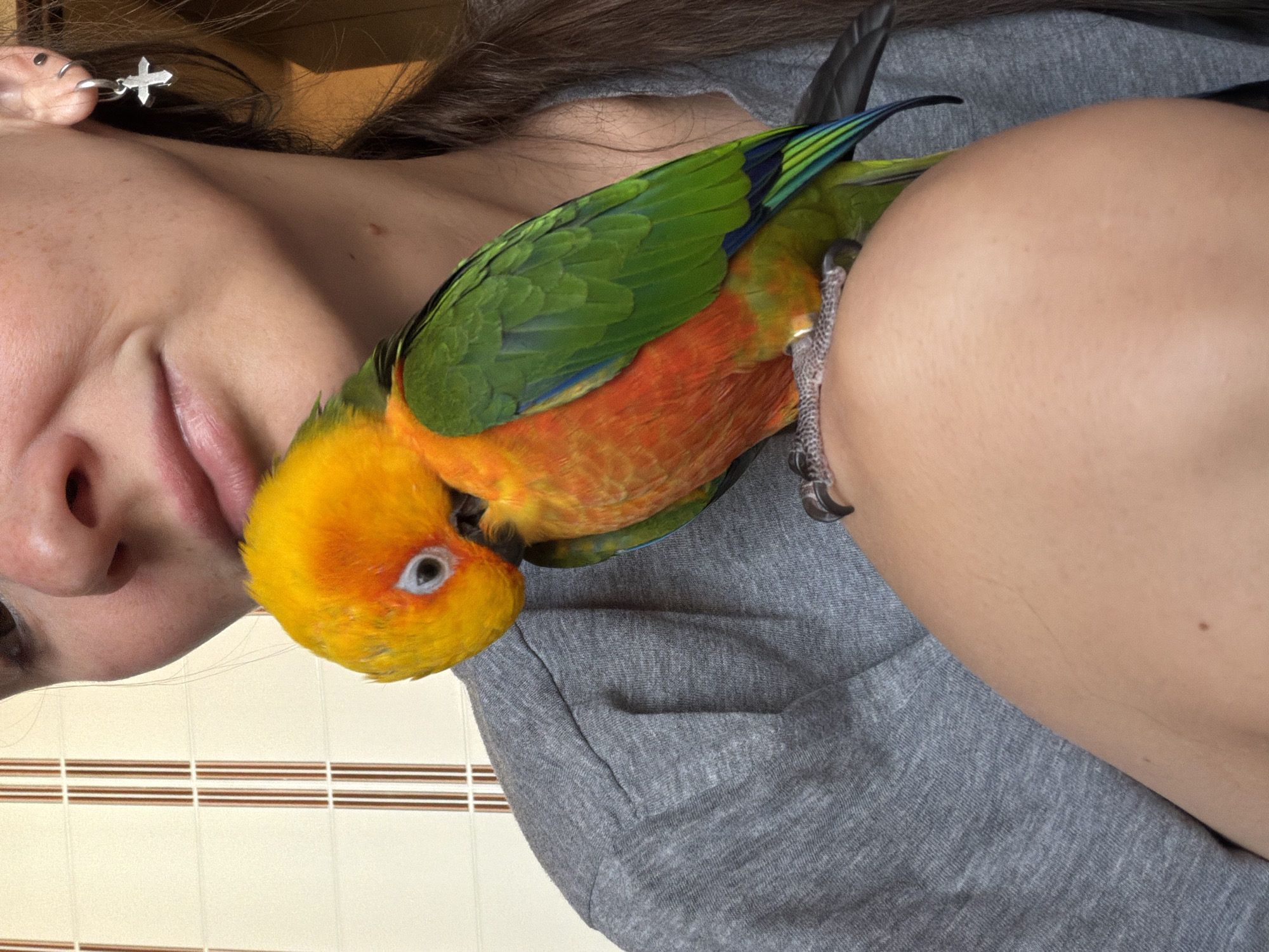 A close-up, tilted shot captures a person with a vibrant parrot perched on their shoulder. The person, likely female, is shown from the nose down, revealing a gentle smile and part of their chin. They have long dark hair, and a silver cross-shaped earring is visible in their ear. They are wearing a plain grey t-shirt.
The parrot, identifiable as a Sun Conure, displays striking plumage with a bright yellow head, an orange-red chest and belly, and green wings tipped with blue. It is positioned with its head turned inwards, appearing to nuzzle against the person's chest or shoulder. Its claws are visible gripping the fabric of the grey t-shirt.
The background features a light-colored surface with horizontal brown stripes, suggestive of a bamboo blind or similar textured wall covering in an indoor setting. The lighting indicates it is daytime. The image conveys a sense of warmth, affection, and companionship between the person and the bird. No text is visible.