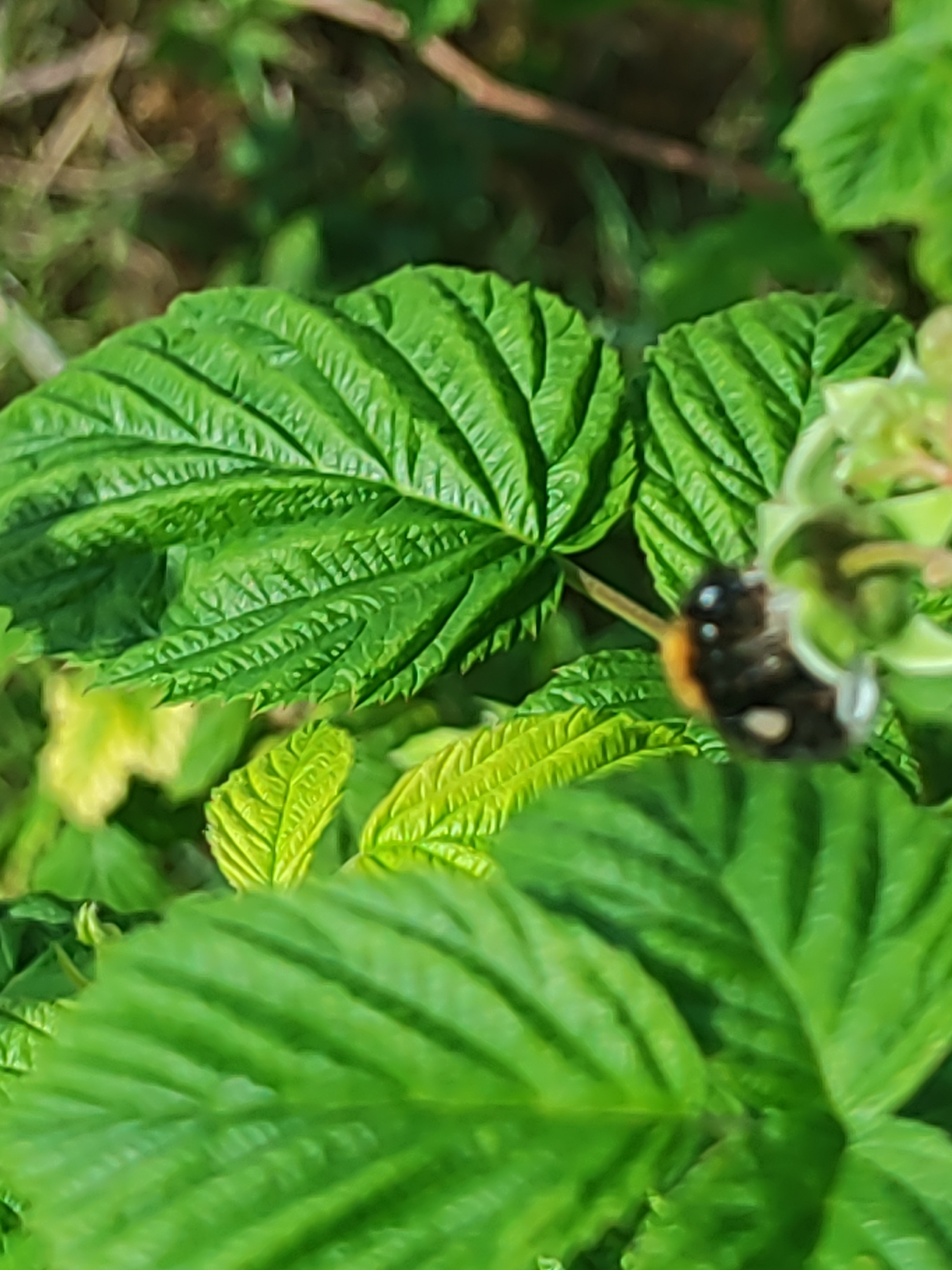 The image shows a close-up view of green leaves, with a bumblebee on a light green flower in the foreground. The leaves are large with prominent veins. The bumblebee is black and orange with white spots. The background is blurred and appears to be more foliage and possibly some dry grass or twigs. The scene is outdoors, likely in a natural or garden setting. The specific location in the city of Laskino, Russia, is not visually discernible from the image itself.
