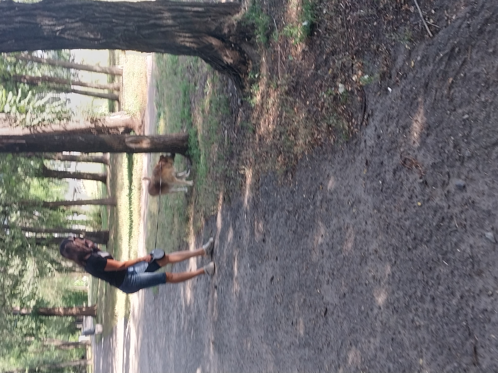 The image depicts a woman and a dog walking on a paved path in a park. The woman is wearing a black t-shirt and denim shorts, and she is holding a leash attached to the dog. The dog appears to be a light brown, medium-sized breed. They are walking away from the camera, towards the right side of the frame. The park is characterized by numerous trees with dense foliage, suggesting it is summer. Sunlight filters through the leaves, creating dappled shadows on the ground. The path is made of asphalt or gravel and shows some wear and tear. In the background, other trees and some greenery are visible, indicating a natural setting within a city. The image captures a moment of leisurely activity in an outdoor urban environment. It is difficult to pinpoint the exact location within Dnipro without further context or landmarks, but the scene is typical of a public park in the city.