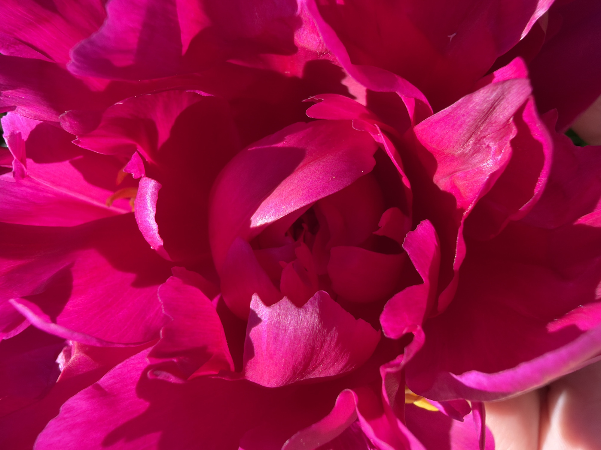 The image is a close-up, overhead shot of a bright pink peony flower in bloom. The petals are layered and soft, with sunlight creating highlights and shadows throughout the bloom. The center of the flower is dark and appears to be made up of smaller, tightly packed petals or stamens. A hint of a person's hand and arm, with light-colored skin, is visible in the lower left corner, holding the flower. The background is out of focus, suggesting an outdoor setting. The image was captured in the city of Луч Снт (тимоново), Russia.