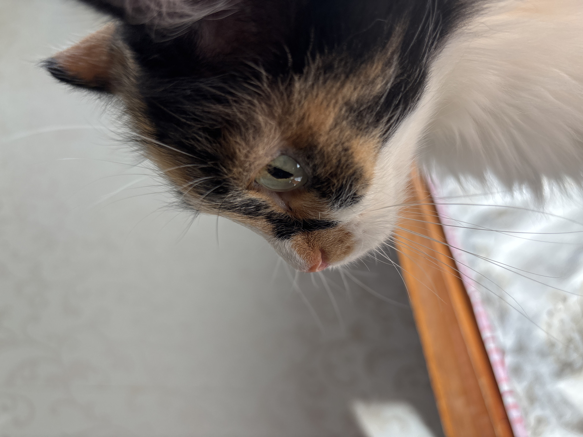 The image is a close-up shot of a calico cat's face, angled downward. The cat's fur is a mix of black, orange, and white. Its eye is a pale green color. The cat's nose is pink. The cat's whiskers are white. The background is blurred and indistinct, but it appears to be a light-colored wall. The cat is indoors, near a window or table with wood trim. The location is not evident from the image.