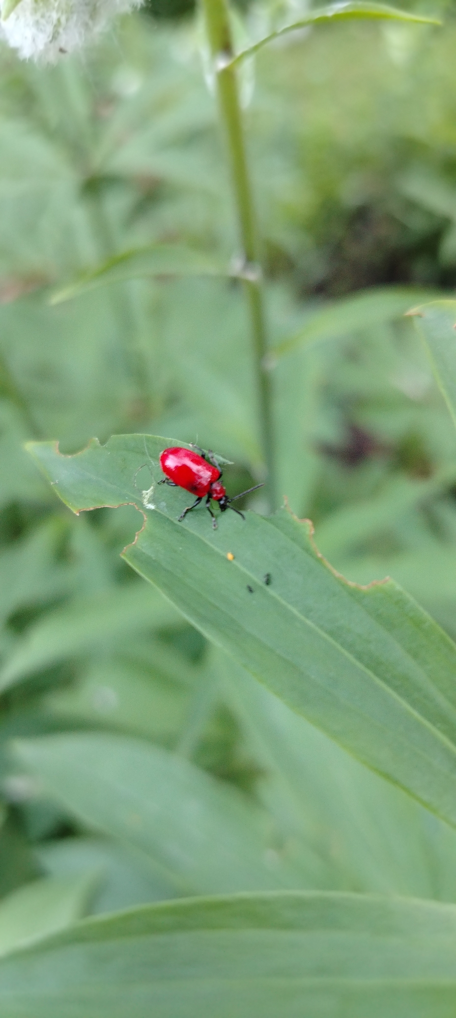 A close-up photograph captures a vivid red beetle positioned on a green leaf. The beetle has a shiny, elongated red body with a distinct black head, black legs, and black antennae. The leaf it rests upon exhibits visible damage, with several irregular bites taken from its edges, indicating feeding activity. Near the beetle, on the surface of the leaf, are multiple tiny dark specks, possibly insect frass or small insects, and a singular small, bright yellow dot, which could be an insect egg.
The background and foreground of the image are softly blurred, creating a shallow depth of field that emphasizes the beetle and its immediate surroundings. These blurred areas consist entirely of green foliage, suggesting a natural outdoor setting such as a garden or wooded area. In the upper left portion of the image, a fuzzy white element, possibly a flower or seed head, is partially visible, along with a plant stem extending downwards. The lighting indicates that the photo was taken during the daytime. No specific weather conditions are discernible, and no text is visible. The scene depicts a moment of insect life in nature, located in the context of Chaikovsky, Russia.