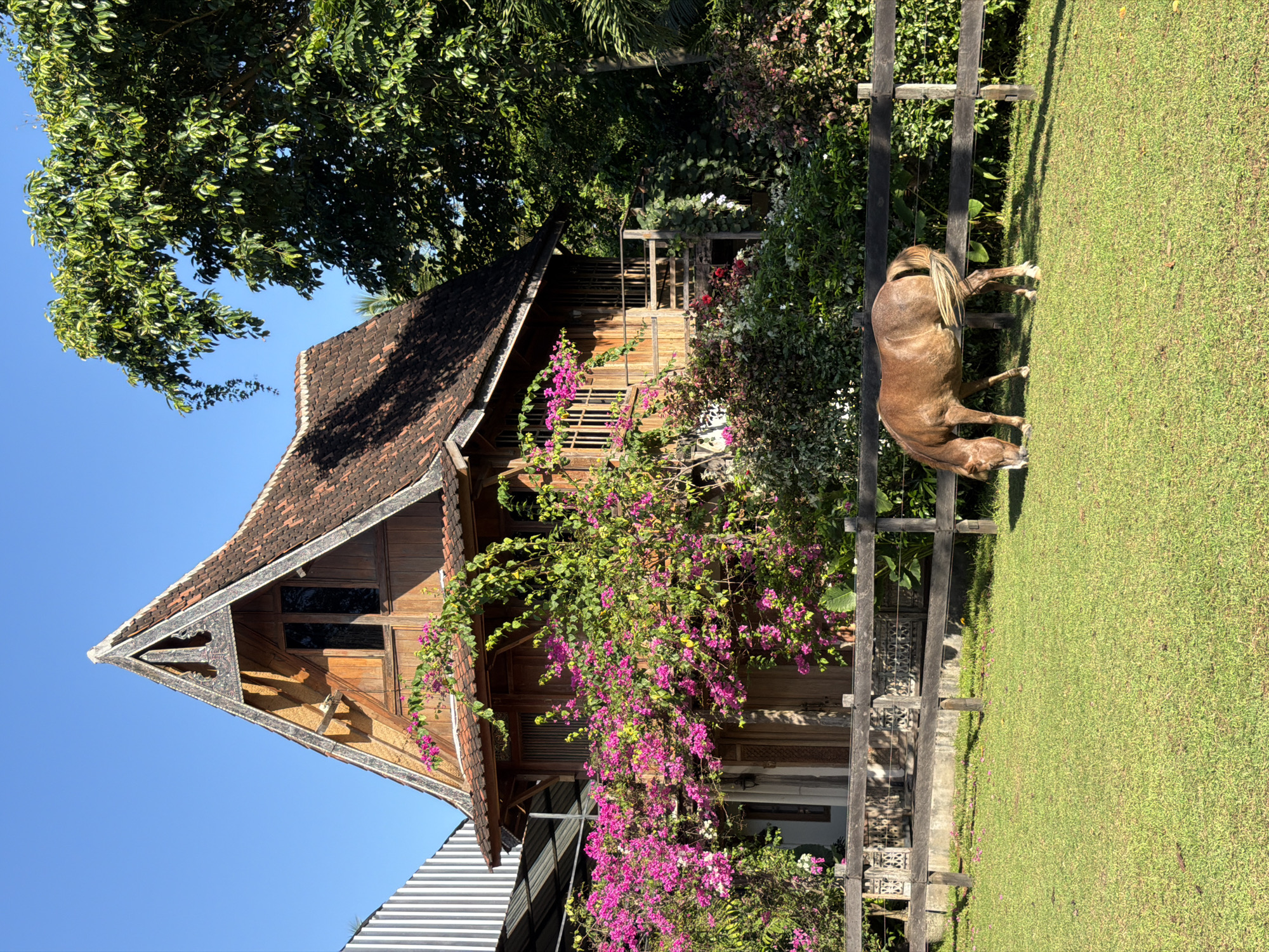 The image shows a traditional wooden building with a distinct pointed roof, likely located in the city of Kediri, Indonesia. The building is surrounded by lush greenery, including trees and flowering plants, particularly bougainvillea with bright pink blossoms. A horse grazes in the grass next to a wooden fence on the right side of the frame. The sky is clear and blue.