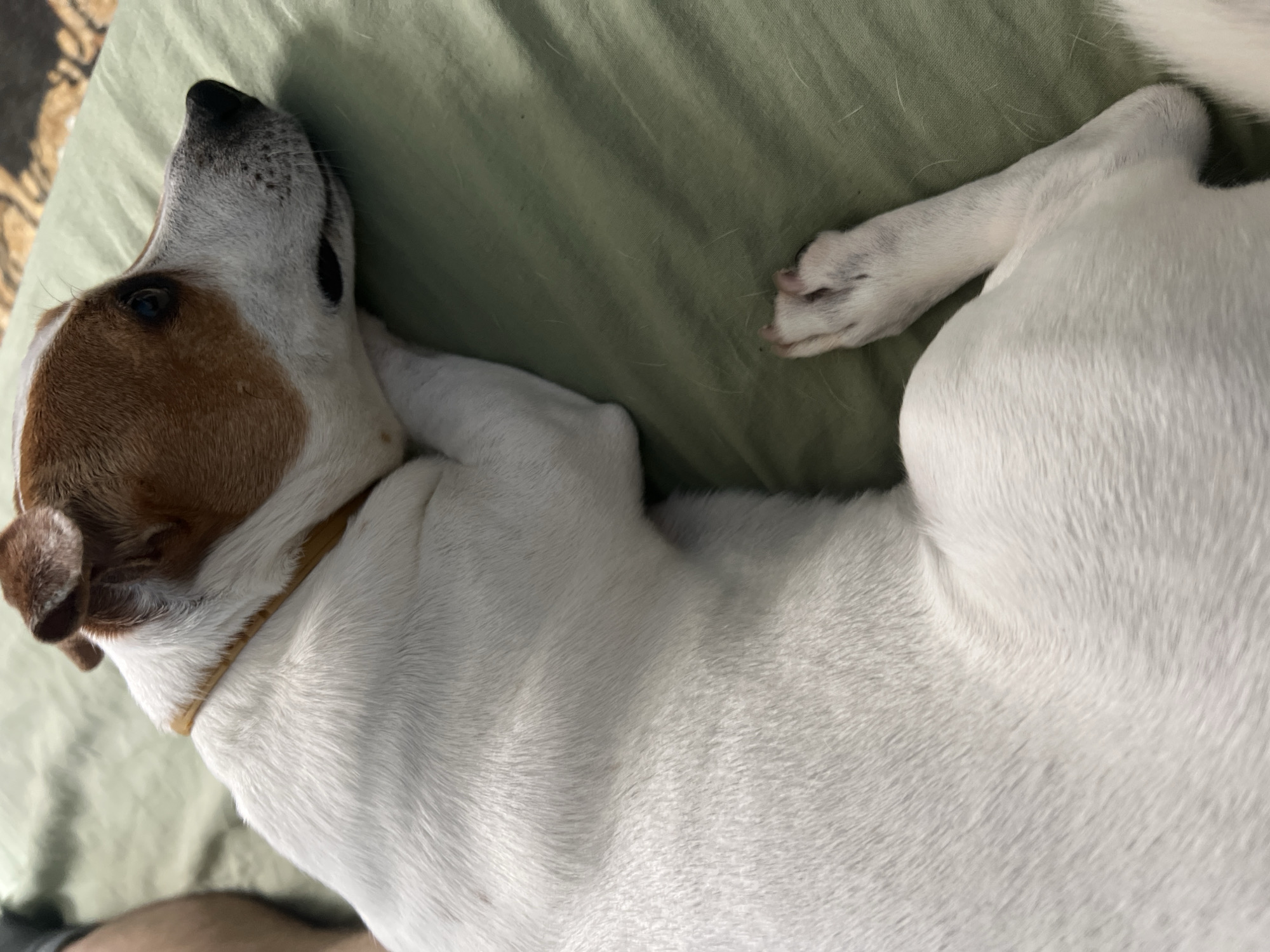 The image, taken in Plovdiv, Bulgaria, captures a white and tan dog resting peacefully indoors. The dog, which appears to be a Jack Russell Terrier or a similar short-haired breed, is lying on its left side on a light green or olive-colored bedsheet or blanket. Its fur is predominantly white across its body, with distinct brown and tan markings covering its head, including its ears and the area around its visible eye. A thin, light brown collar is worn around its neck.
The dog's head is tilted upwards and slightly away from the camera, revealing its dark nose and a single dark, alert eye. Its body is relaxed, with its front paws tucked in and one hind leg slightly extended towards the upper right of the frame. The overall impression is one of calm and contentment, suggesting the dog is either sleeping or enjoying a quiet rest.
The lighting appears soft and natural, indicating it is likely daytime, though no direct sunlight or harsh shadows are present. The background outside the immediate area of the blanket is dark and out of focus, providing no specific details about the room's decor. A small portion of what might be a human leg is subtly visible in the bottom-left corner, mostly obscured by the dog's body. No text is visible in the image.