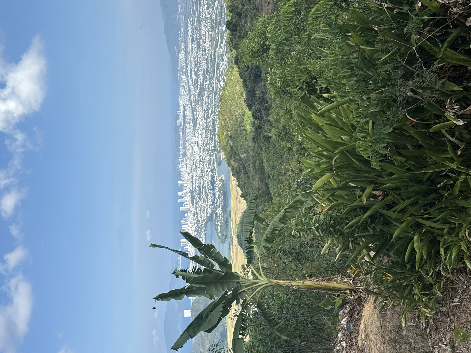 This vertically oriented image captures a panoramic view from a hillside overlooking a coastal city, likely Tay Nha Trang Ward, Vietnam, given the context. The scene is bright and clear, indicating daytime with sunny weather.
In the foreground, on the left side, a prominent banana plant with large, green leaves extends upwards. The immediate foreground on the right features dense, vibrant green tropical foliage and bushes, with some long, broad-leafed plants. Hints of yellow or orange flowers, possibly Bird of Paradise, are visible among the greenery in some cropped views. The ground directly beneath the foliage appears dry and somewhat barren, with a few scattered natural debris.
The midground reveals a sprawling urban landscape with numerous white buildings forming a city along a body of water, which appears to be a bay or a wide river. A lighter-colored strip of land, possibly a beach or agricultural fields, separates parts of the city from the water. Distant mountains create a hazy backdrop beyond the city and water.
The background consists of a clear, bright blue sky with several scattered white, fluffy clouds. No people or specific activities are visible, presenting a static, scenic landscape. There is no discernible text within the image.