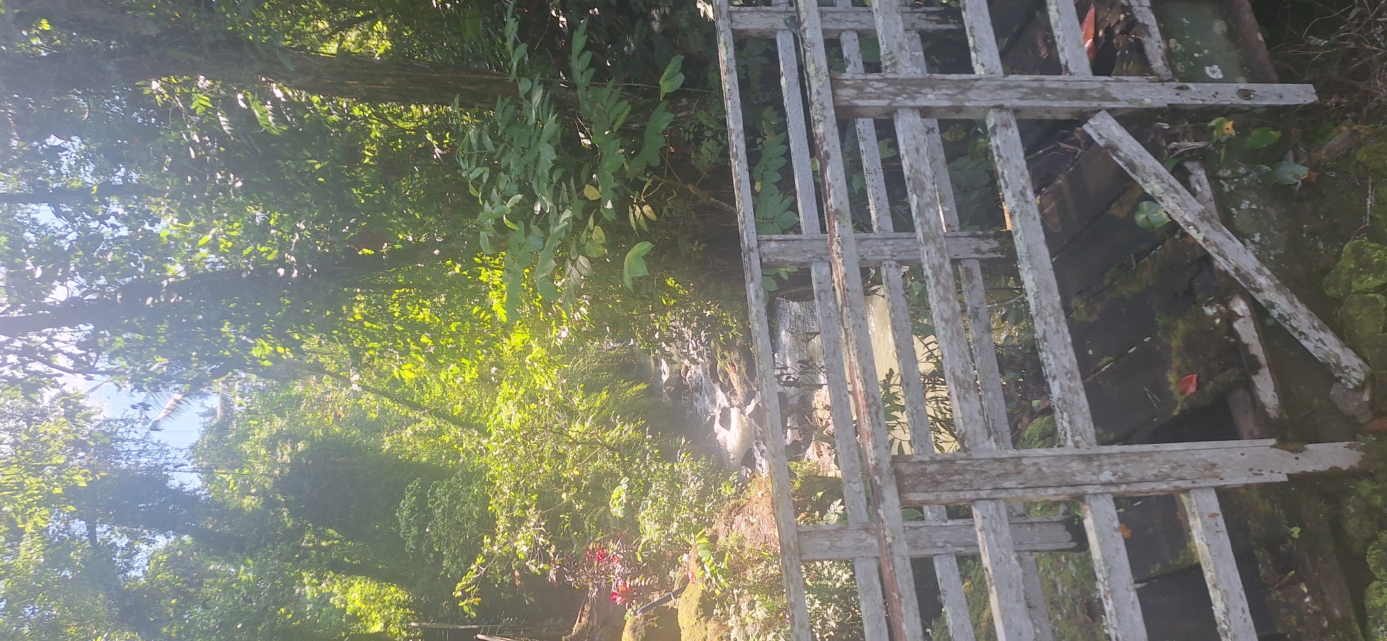 In a lush, sun-dappled jungle scene, a weathered, light-colored wooden bridge spans a shallow, rocky stream. The bridge, showing signs of age with peeling paint and some missing planks, has horizontal railings. Sunlight filters through the dense canopy of green trees and foliage, illuminating the water and surrounding vegetation. On the left bank of the stream, vibrant red plants add a splash of color. The water flows over smooth stones, creating a gentle cascade. The overall impression is one of natural beauty and serene, untouched wilderness. This scene is located in the Gianyar region of Indonesia, an area known for its verdant landscapes and tropical climate.