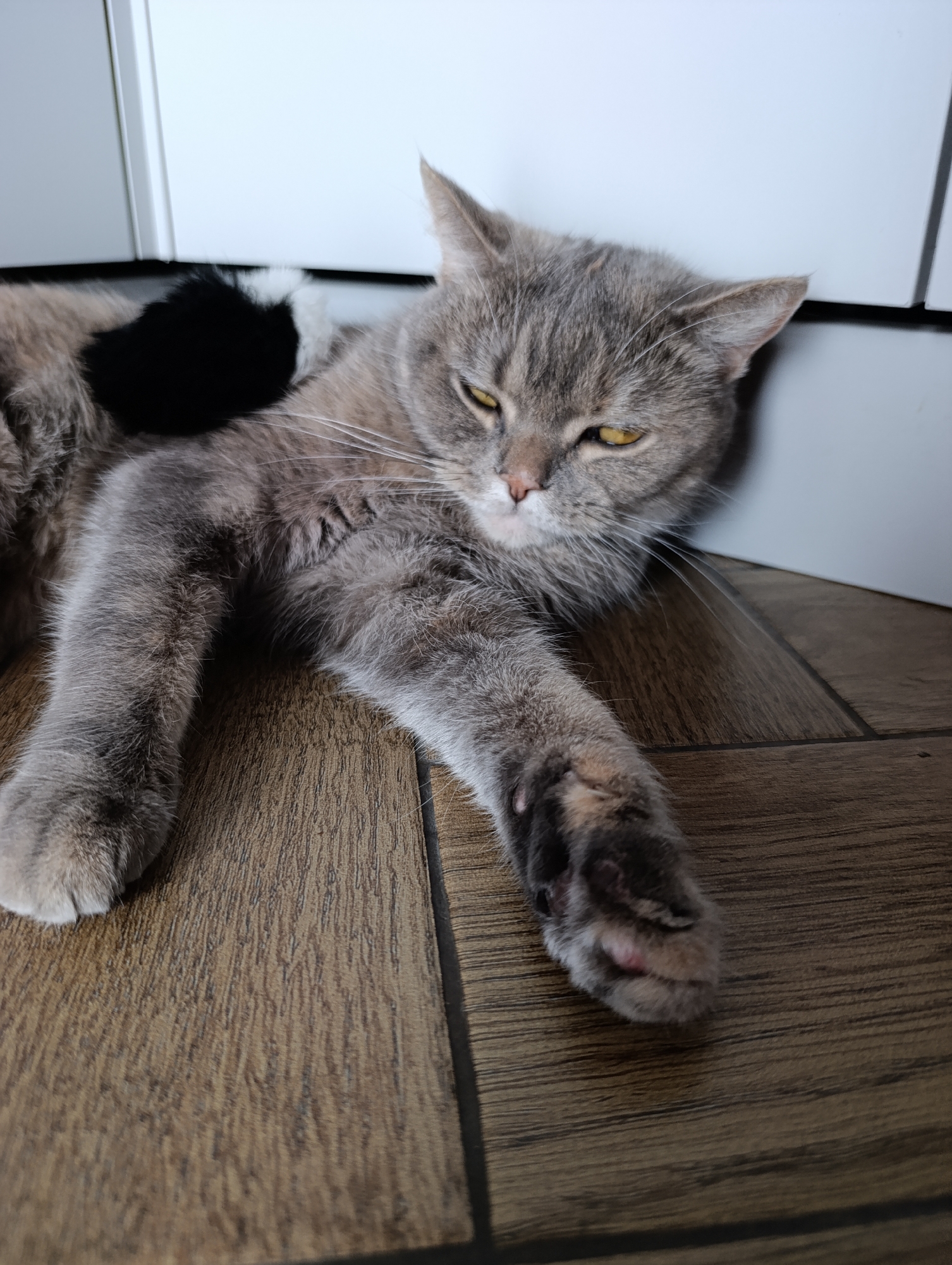 A medium shot shows a grey cat with yellow eyes lying on a wooden floor next to a white wall. The cat's fur is short and dense, with some patches of black and white fur on its back. Its paws are extended in front of it, and its head is turned to the side, with its gaze directed towards the viewer. The cat appears to be relaxed and comfortable. The background is simple and uncluttered, with the white wall providing a neutral backdrop for the cat. The lighting is soft and diffused, creating a warm and inviting atmosphere. There are no people or other animals visible in the image.
