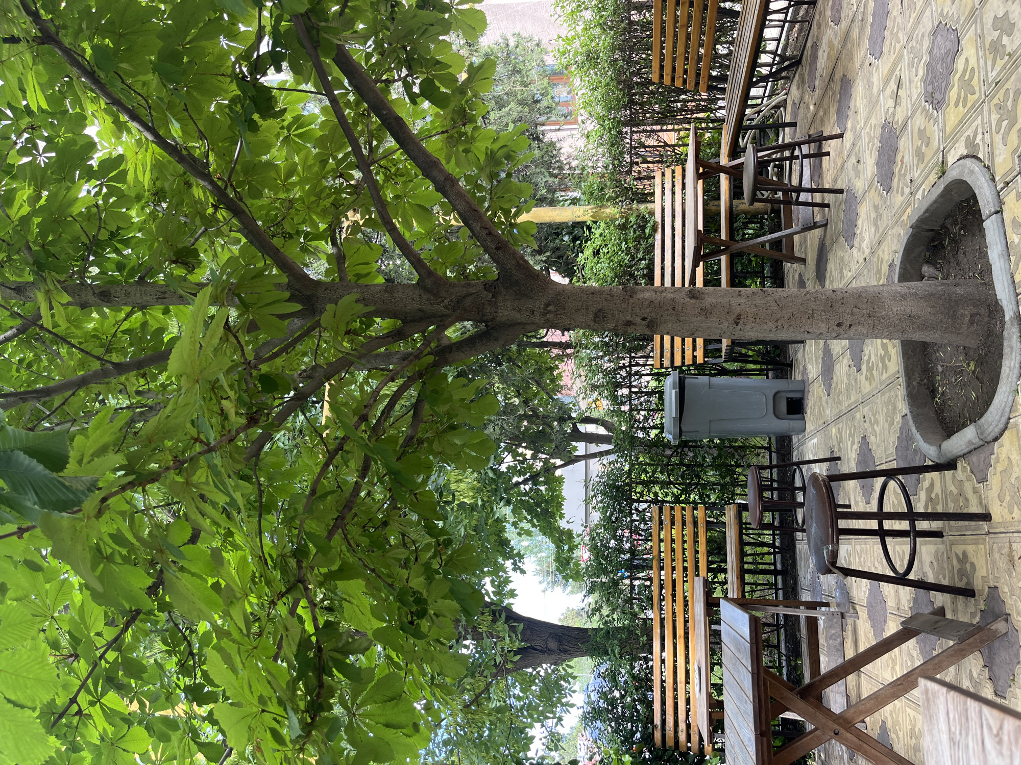 The image shows an outdoor seating area of a cafe or restaurant in Kaspiysk, Russia. A large tree trunk grows directly through the tiled patio floor, encircled by a concrete planter. The tree's leafy canopy provides shade to the tables and benches. The seating area is surrounded by a low fence and greenery. One gray trash bin is visible. The furniture consists of wooden tables and benches, and metal chairs with wooden seats. The flooring is patterned with light yellow and grey tiles. Beyond the immediate area are some buildings and more greenery, which suggest an urban setting. The scene suggests a quiet, shaded place for outdoor dining or relaxation.