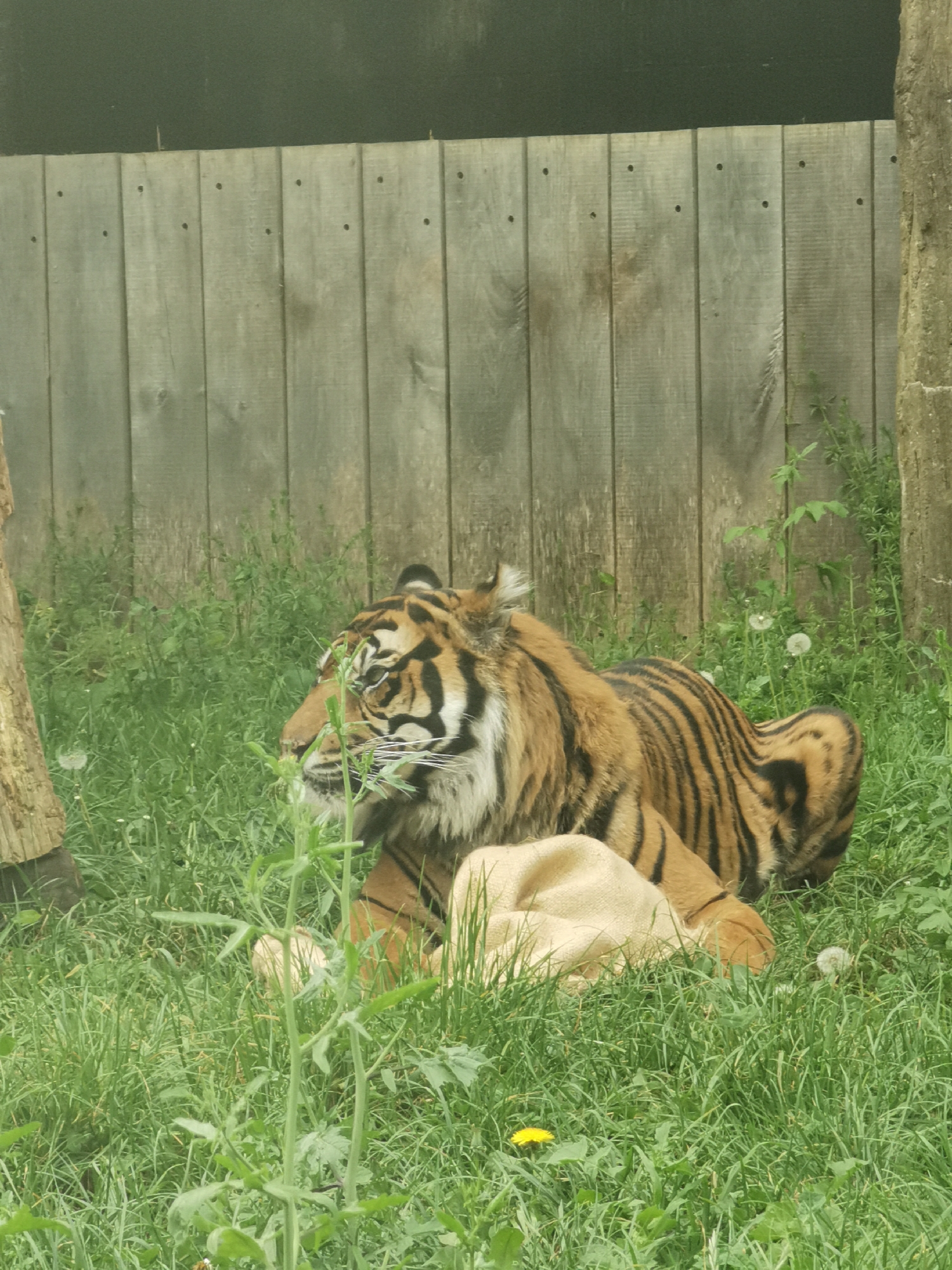 The image depicts a tiger lying in grassy vegetation with a wooden fence in the background. The tiger is in a relaxed pose, resting its head on a light-colored object, possibly a cushion. The environment includes green grass and weeds with scattered dandelions. A tree trunk is visible on the left side. The location is unknown, as no specific details are available to identify the city.