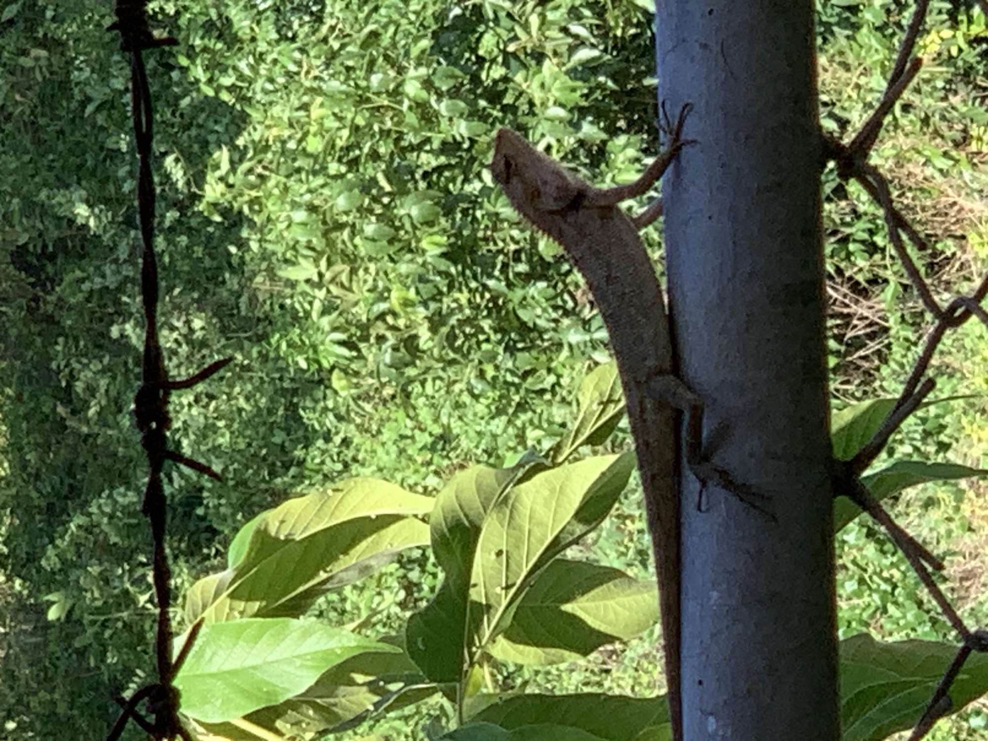The image shows a lizard clinging to a gray metal pole. Behind the pole is a section of a wire fence, and lush green foliage fills the background. To the left of the pole and fence is a strand of barbed wire. The location is likely บ้านบางรักษ์, Thailand, based on the prompt.