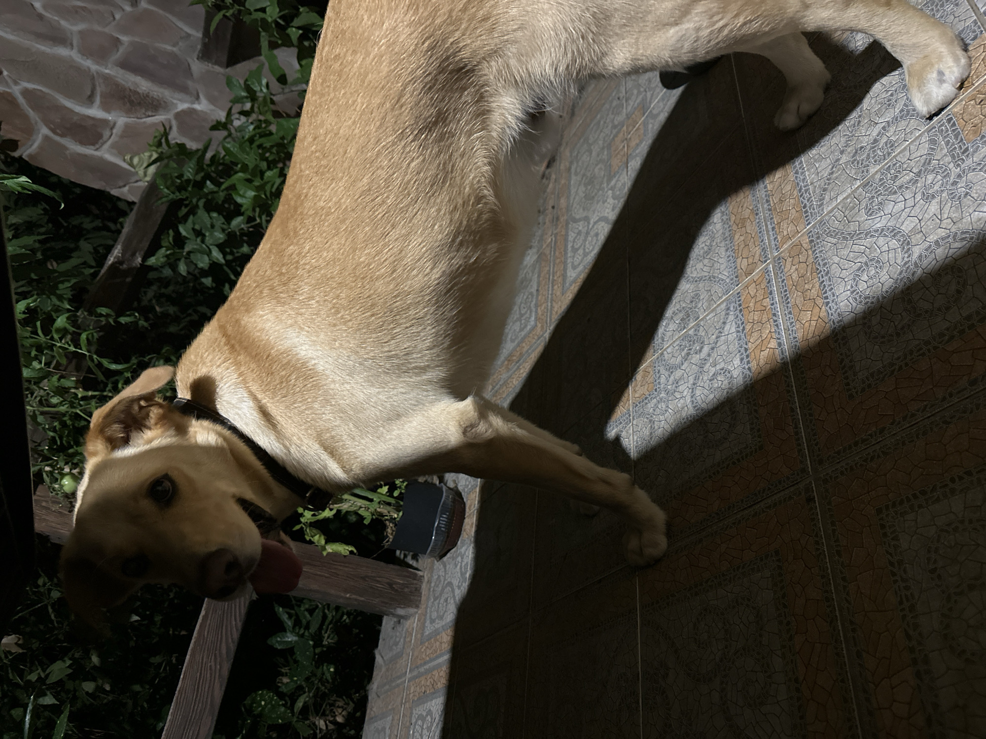 A medium shot captures a light-colored dog with its tongue hanging out, standing on a tiled patio. The dog is looking towards the left of the frame, with its body angled to the right. Behind the dog, there's lush green foliage and a wooden railing. To the right, a stone wall is visible. The scene is lit by artificial light, casting shadows across the patio and the dog. The overall environment suggests an outdoor setting, possibly a backyard or a terrace. No specific landmarks or elements definitively place the location in Sochi, Russia.
