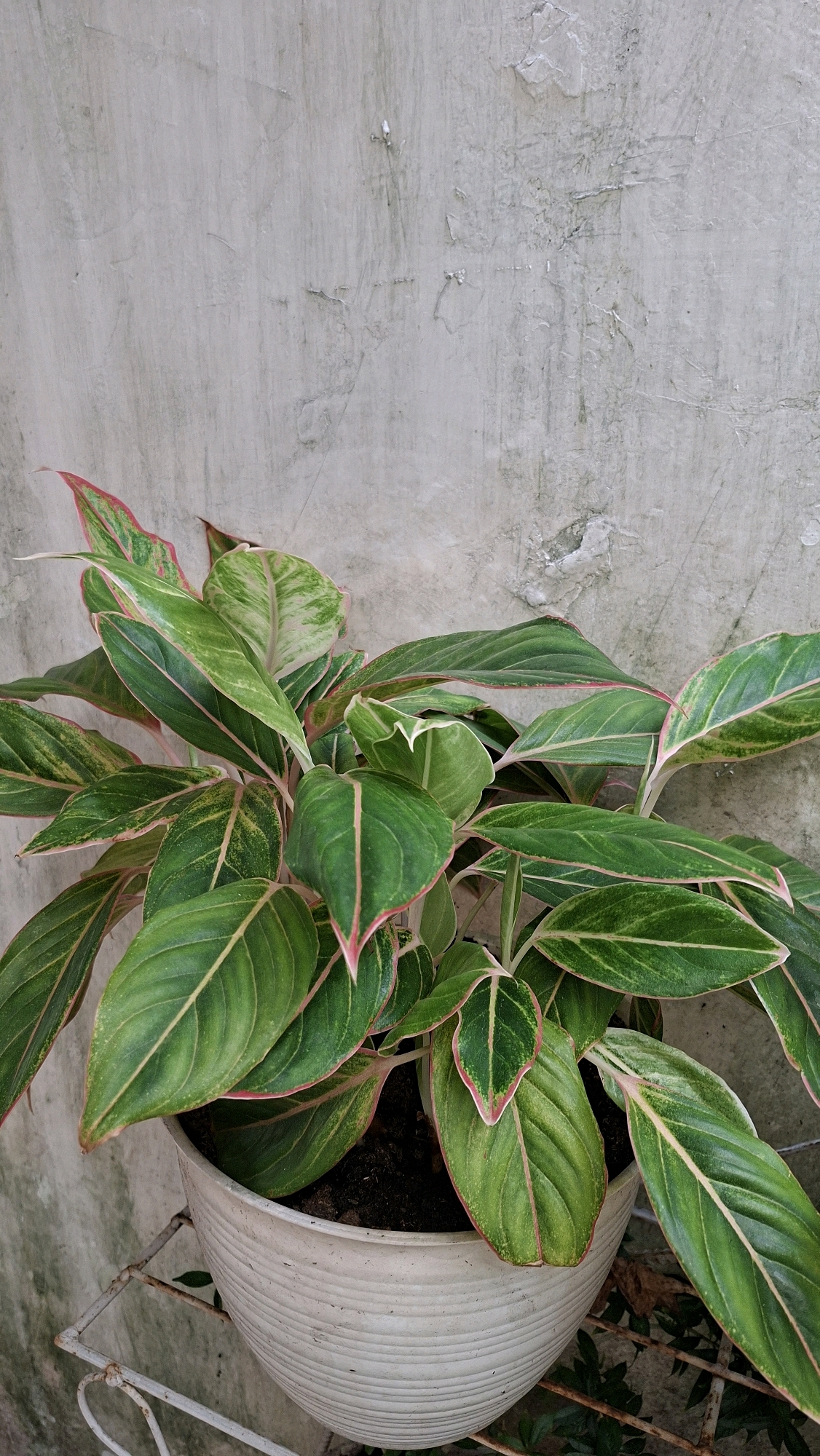 An Aglaonema plant with green and pink variegated leaves is in a white pot. The pot sits on a white metal stand. The background is a textured gray concrete wall. The scene is outdoors. The plant appears healthy. The lighting is natural. This image was taken in Palembang, Indonesia.