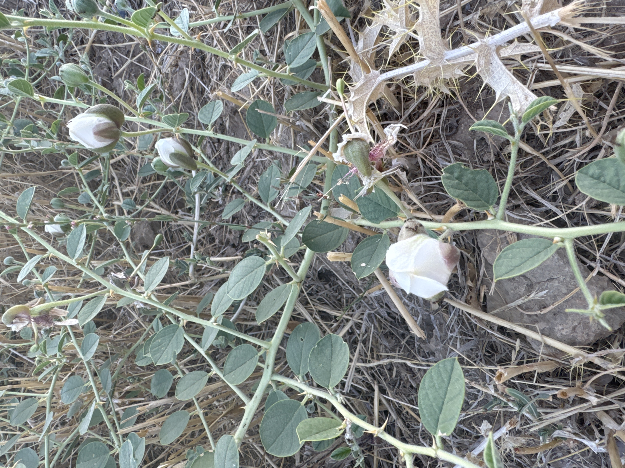 The image shows a close-up view of a thorny plant with green leaves and white flower buds. The plant is growing in dry, grassy terrain, possibly in the city of Kaludar, Uzbekistan. The background is filled with dried grass and soil, suggesting a natural, arid environment. There are no people or animals visible in the image. The focus is on the details of the plant, including its thorny branches, oval-shaped leaves, and unopened flower buds. Some of the flower buds are partially open, revealing white petals. The plant appears to be a wild specimen, with no signs of cultivation or human intervention. The lighting suggests it might be daytime, with natural light illuminating the scene.