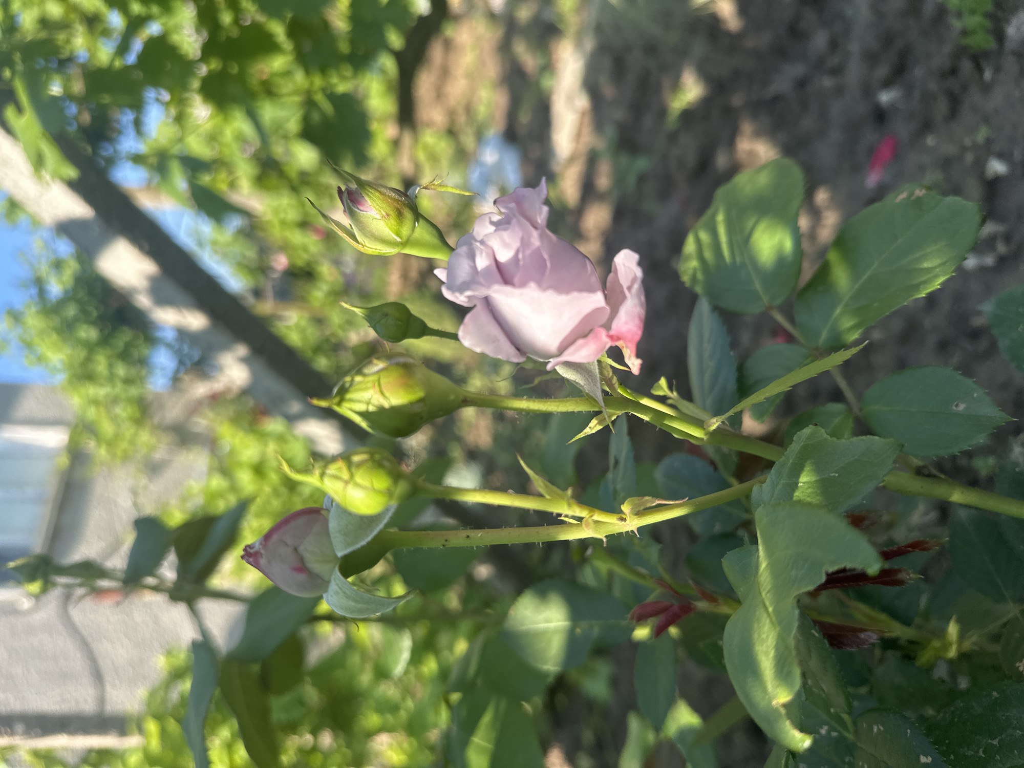 This media file captures a close-up, eye-level shot of a rose bush in an outdoor garden, likely in Rogozen, Bulgaria. The primary subject is a delicate, partially open rose, displaying soft light purple to pink petals, with a few prominent green buds in various stages of development alongside it. The rose, positioned centrally to the right, is illuminated by natural, soft sunlight, highlighting its gentle color and texture.
The rose stems are green and visible with small thorns, characteristic of a rose plant, and surrounded by vibrant green leaves, some showing minor imperfections or shadows from the overhead light. In the blurred background, hints of a light blue sky, further green foliage, and a fence or structure are discernible on the left, suggesting a domestic garden or park setting. On the right, the ground is visible with dark soil and a few fallen, reddish petals, confirming the garden environment.
The scene appears to be set during the day, either in the morning or late afternoon, given the warm, angled sunlight and visible shadows that create a sense of depth and tranquility. There is no visible text in the image. The overall impression is one of natural beauty and growth, with the rose beginning to unfold its petals amidst the promise of more blooms.