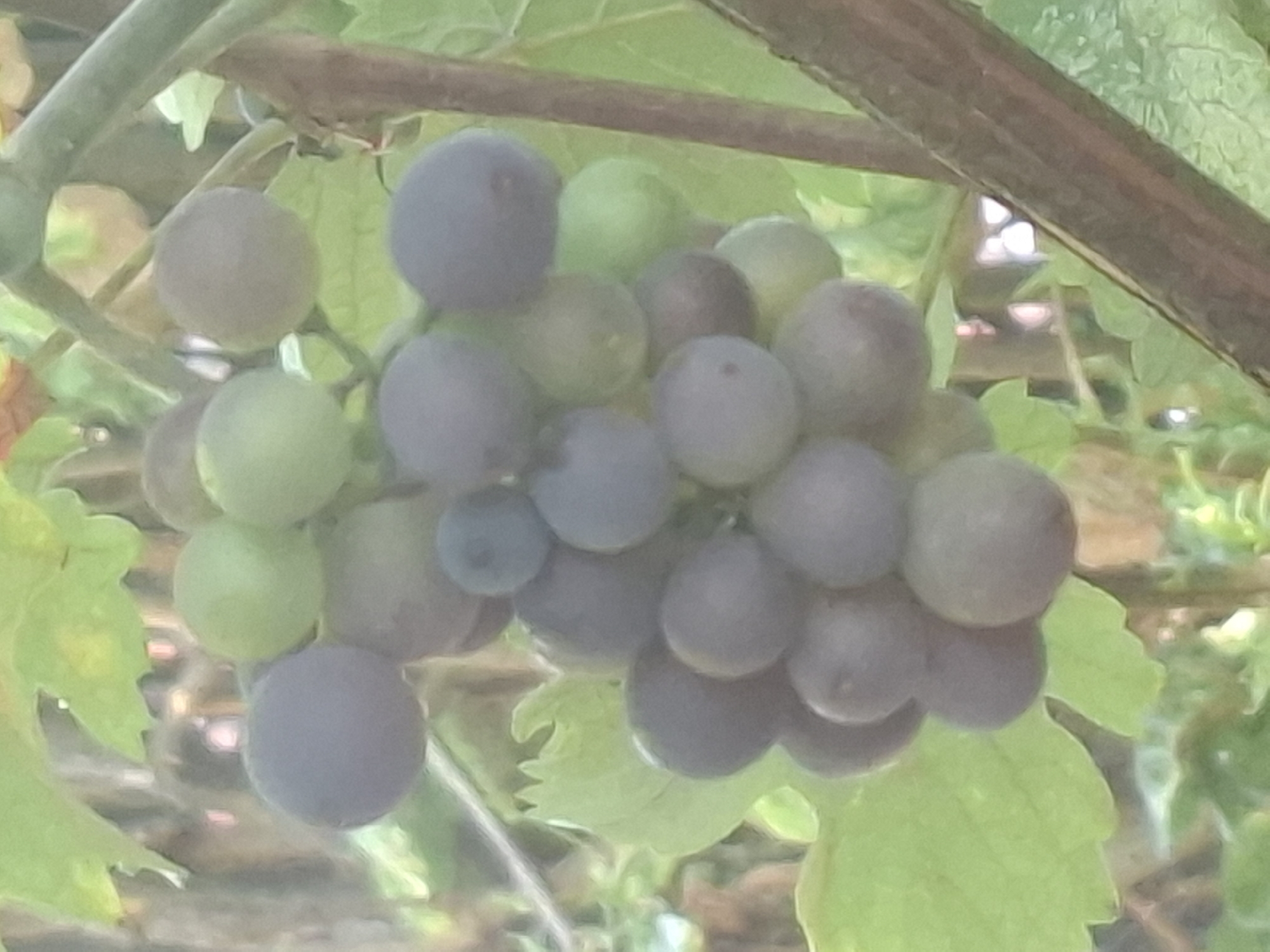 A close-up shot shows a bunch of ripe and unripe grapes hanging from a vine. The grapes are a mix of green and dark purple hues, with some appearing to be partially translucent. The vine has large, light-green leaves. In the background, blurred foliage and a rough, brown branch are visible, suggesting an outdoor, natural setting. The lighting is soft and diffused, indicating it may be overcast or shaded. The image does not contain any people or specific identifiable landmarks that would indicate its location within Almaty, Kazakhstan.