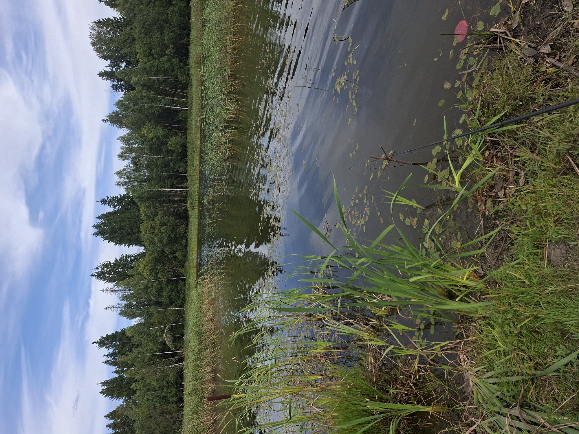 A wide-angle, eye-level shot captures a serene natural landscape at the edge of a body of water, possibly a pond or small lake, within the Таўкачоўскі сельскі Савет, Belarus. The water's surface is disturbed by gentle ripples, reflecting the sky and the surrounding trees. A dense line of green trees forms the background, with a mix of deciduous and coniferous varieties. The foreground features a cluster of tall, green reeds and grasses growing at the water's edge. Among the reeds, a few lily pads are scattered across the water. A fishing rod rests diagonally on the bank, pointing towards the water. In the lower right portion of the image, a small, bright pink disc-shaped object is partially submerged in the water. The sky above is a pale blue with scattered white clouds.