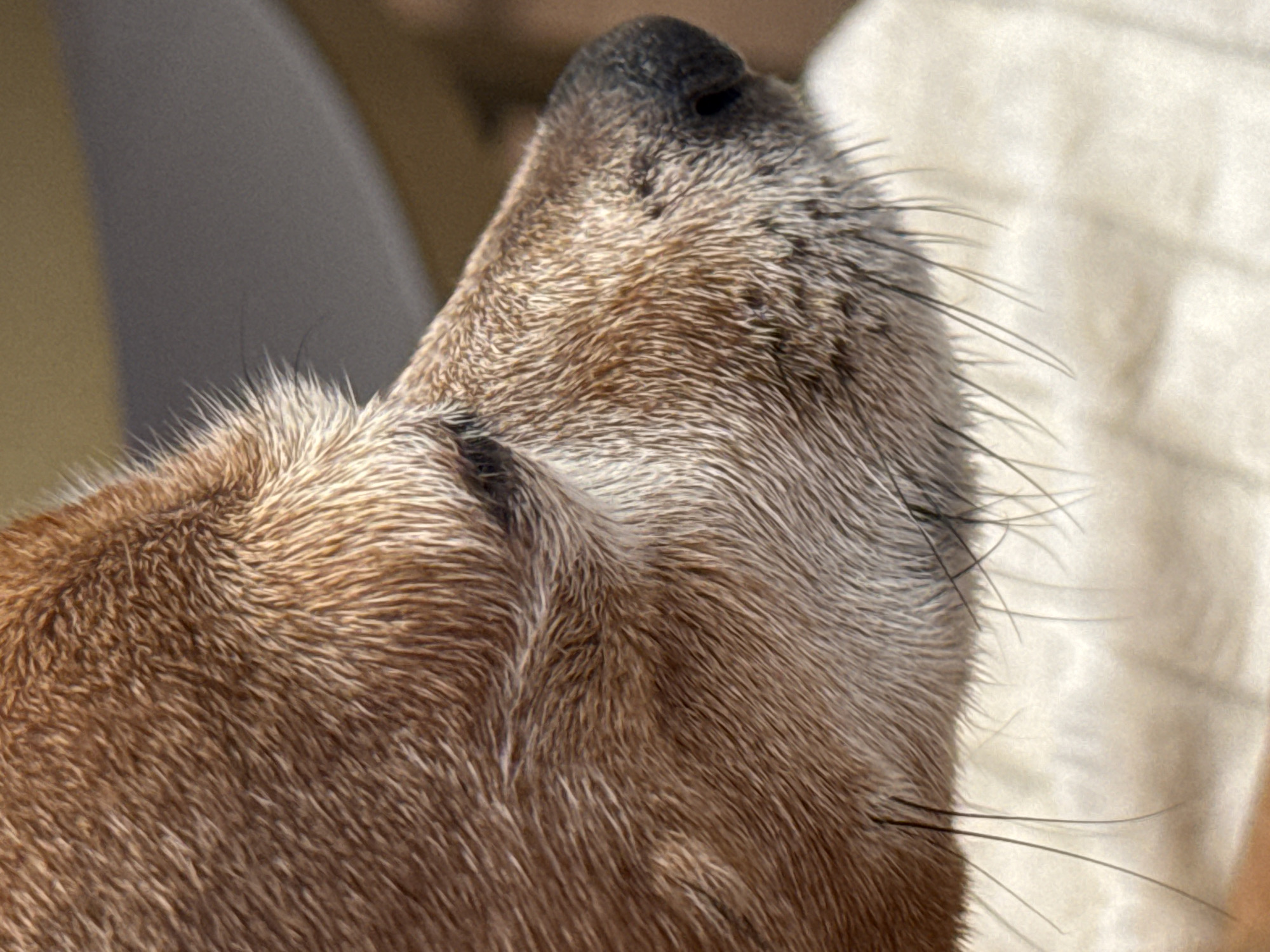 A close-up, profile view of a dog's head shows its reddish-brown fur, snout, and eye. The dog's fur appears somewhat coarse and has varying shades of brown and tan. A dark, wet nose with visible nostrils is on the right side of the image. The dog's eye, partially closed, is visible to the left of its nose. Long, dark whiskers extend from the dog's muzzle. The background is out of focus, with a hint of a grey, sloped surface above and a creamy, textured surface below. The image appears to be taken outdoors in natural light.