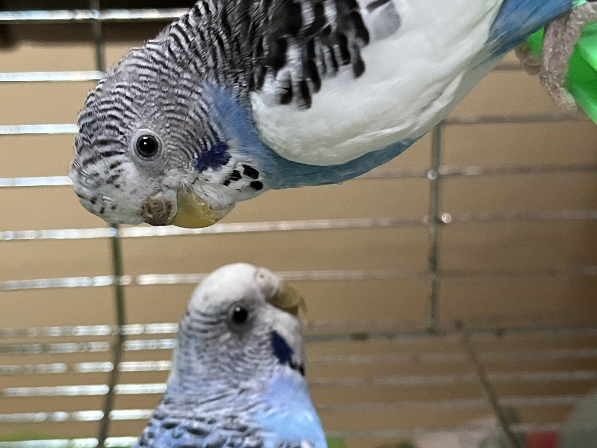 Two budgerigars are in a cage. One bird is looking down toward the other bird who is looking up. The cage is made of metal bars. The environment is indoors. The location is unknown, not necessarily Shumen, Bulgaria.