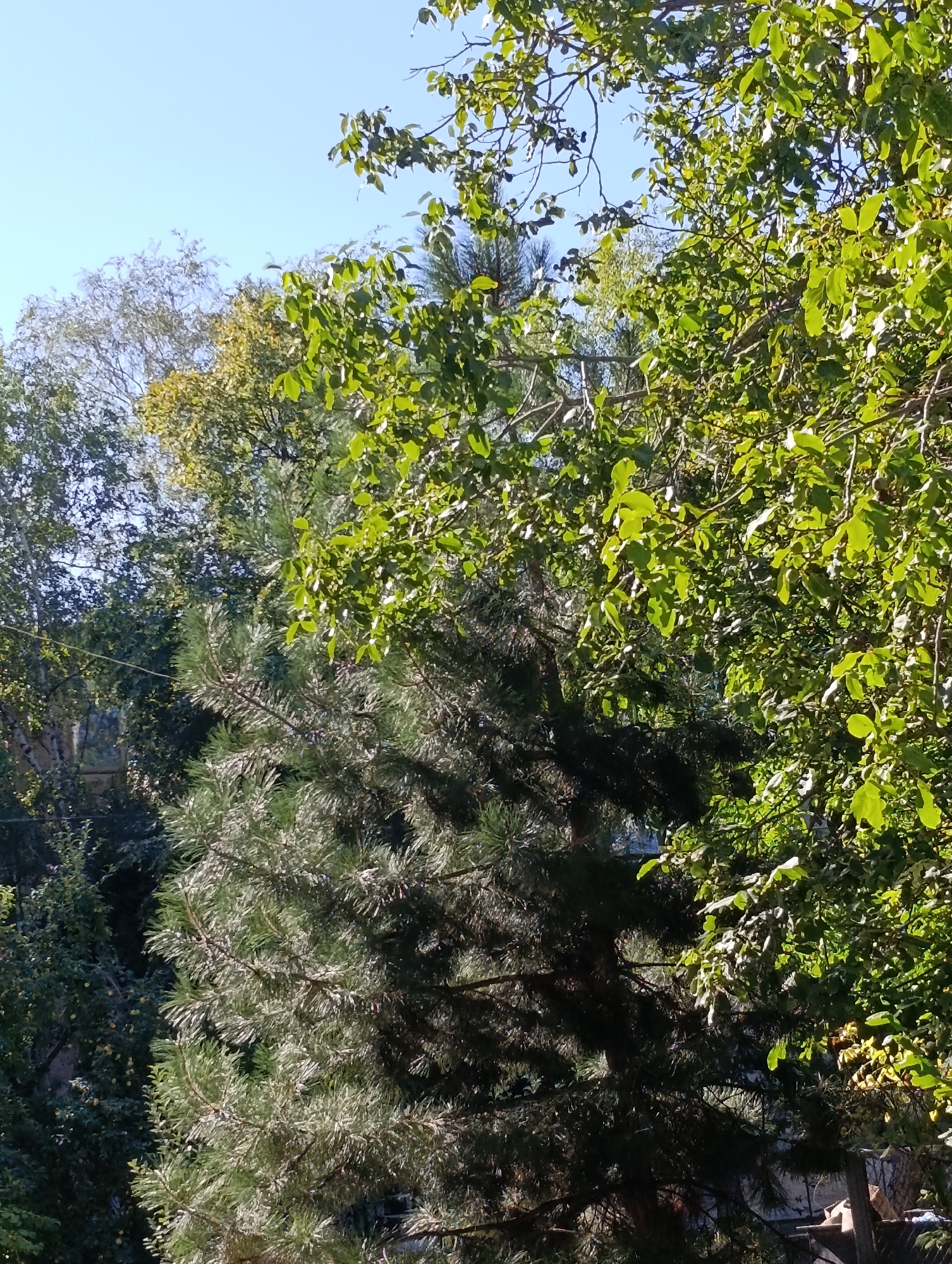 The image depicts a lush, green, outdoor scene dominated by trees under a clear blue sky. In the foreground, a pine tree with dark green needles is visible, casting shadows. To the right and behind the pine, deciduous trees with vibrant green leaves fill the frame, their branches reaching upwards. The foliage suggests a temperate climate, possibly during late spring or summer. The background is a bright, unblemished blue sky. There are no people or animals visible in the image. The scene appears to be in a natural or semi-natural setting, possibly a park, garden, or wooded area. The context provided places the scene within the Dubăsari town council in Moldova, suggesting this is a typical landscape in that region.