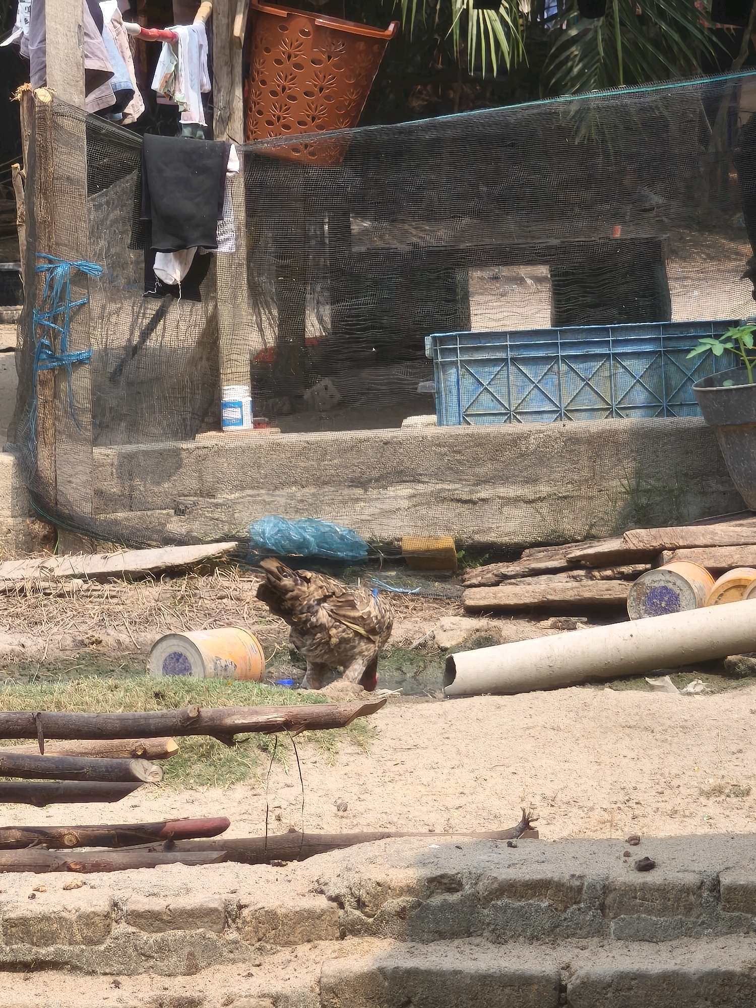 An outdoor, slightly elevated scene shows a chicken in the foreground, facing right with its head turned upwards. The chicken is brown and black with a mottled pattern. Behind the chicken, a large white pipe runs horizontally across the frame. To the left of the chicken is a yellow and blue drum on a grassy patch. Behind the drum is a blue plastic crate. Further back, a black net covers a structure. Clothes are hanging on a line to the left. The ground is sandy and littered with dry grass and wooden debris. In the background, green foliage is visible. The scene appears to be in a somewhat unkempt yard or outdoor area.