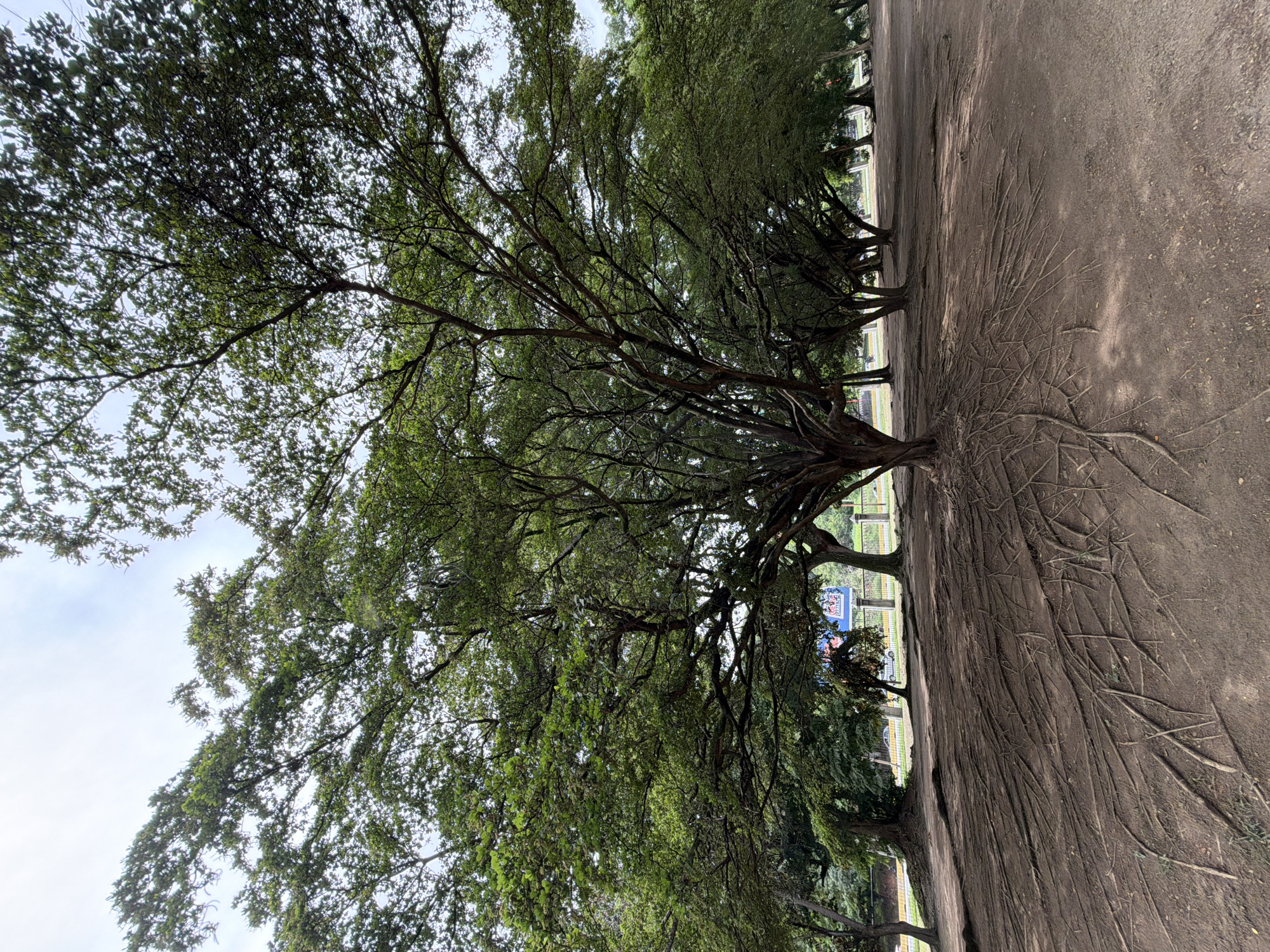 The image depicts a large tree with prominent, exposed roots in an outdoor area that appears to be a park or public space. The tree has a dense canopy of green leaves and a thick trunk. The ground is covered in dirt and the exposed roots spread out across the surface. In the background, there are other trees, a fence, and what appears to be a road with some vehicles and a billboard. This scene is likely located in the city of Valencia, Venezuela, possibly within Parque Fernando Peñalver, a well-known park in the city. There are no people visible in the image.