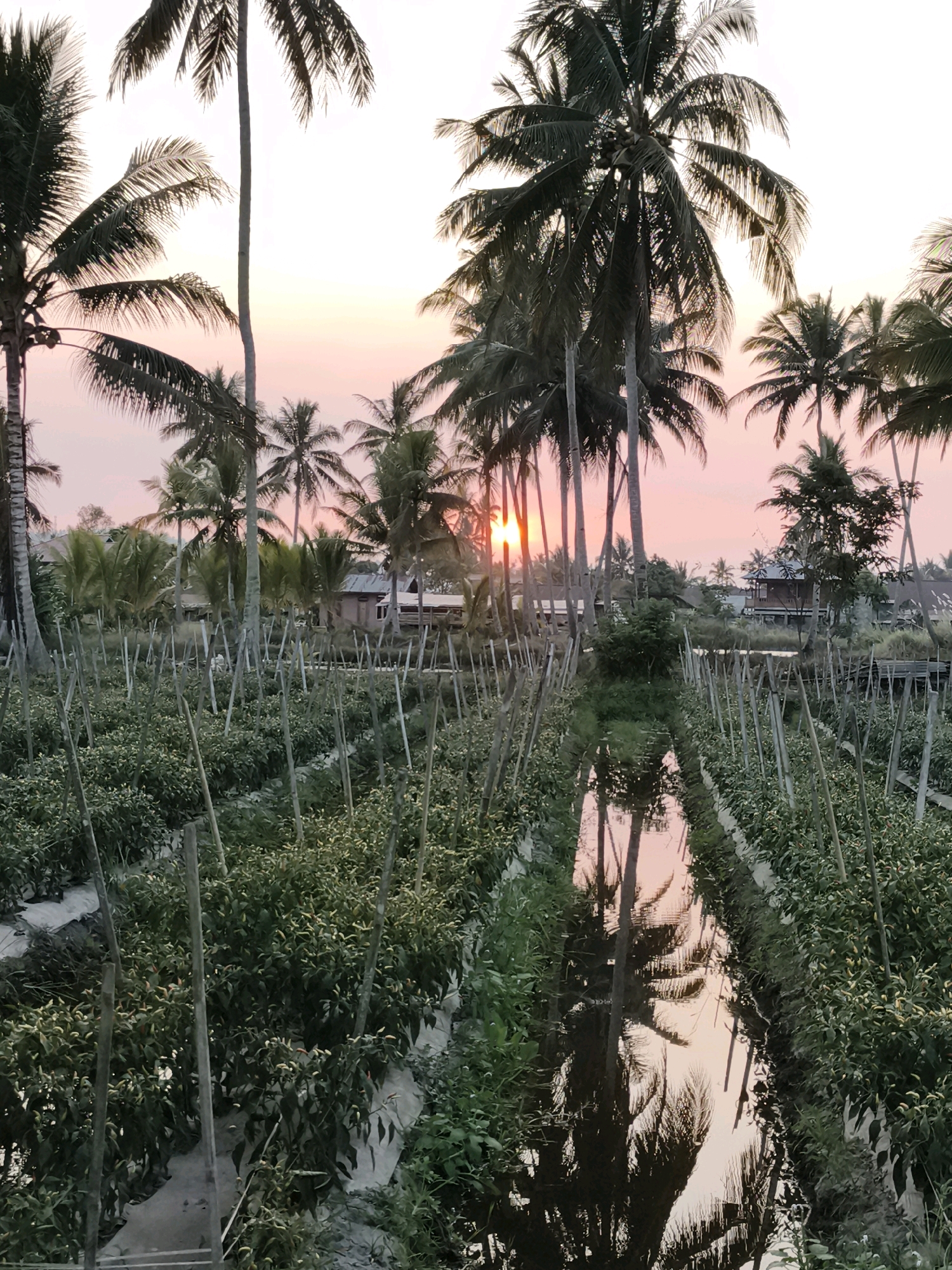 The image depicts a serene sunset scene at a chili plantation in Tombatu Tiga, Indonesia. Tall, mature coconut trees with fronds reaching towards the sky frame the vista. In the foreground, rows of chili plants are neatly cultivated, supported by wooden stakes. A narrow irrigation channel runs through the plantation, reflecting the pinkish hues of the sunset and the silhouettes of the palm trees. In the background, several modest houses with wooden structures are visible amongst the greenery. The sun is setting low on the horizon, its rays casting a warm glow and peeking through the palm fronds. The overall atmosphere is peaceful and tranquil, showcasing a typical rural landscape at dusk.