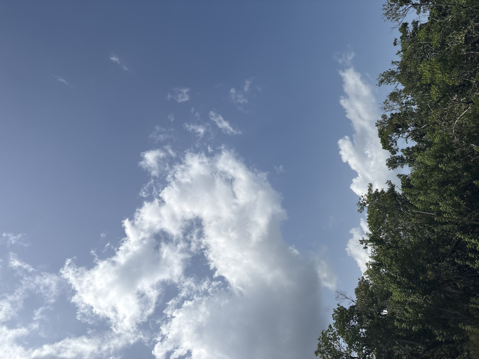 This is a photograph of a clear blue sky with scattered white clouds. The horizon is lined with lush green trees. The image is taken from a low angle, looking up towards the sky. There are no people or animals visible in the image. The scene appears to be natural and unpopulated. The trees suggest a natural setting, possibly a park or a forest edge. The sunlight is bright, indicating a sunny day. The clouds are wispy and scattered, characteristic of fair weather. The photograph captures a serene and peaceful atmosphere.